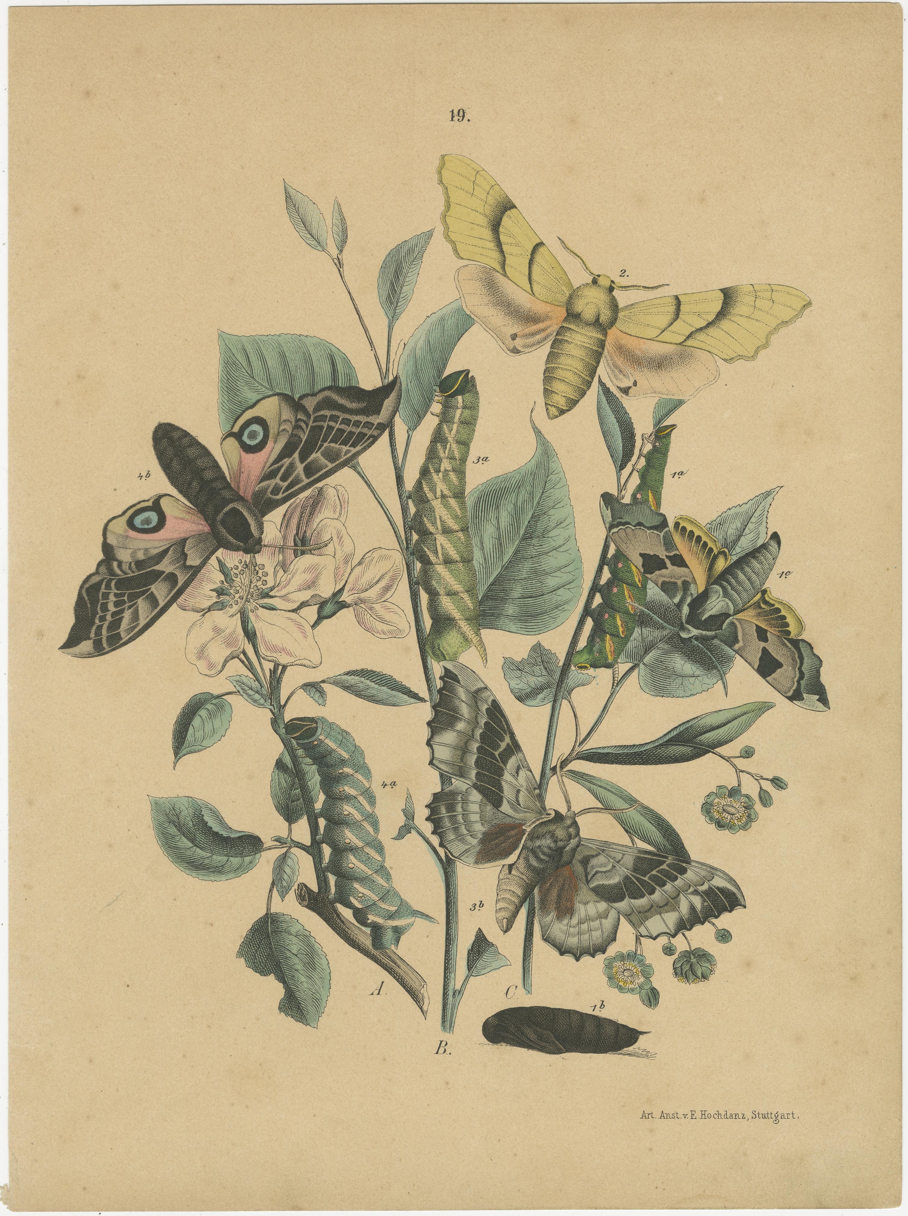 Exquises lithographies de papillons du XIXe siècle : Une étude des lépidoptères exotiques par F. Hochmanz, Stuttgart

Cette étonnante compilation de lithographies du XIXe siècle capture magnifiquement la diversité complexe des espèces de papillons