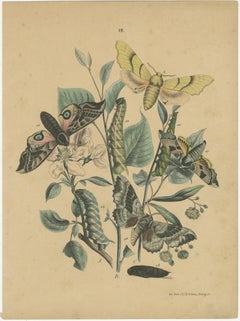 Exquisite 19th-Century Butterfly Lithographs: A Study of Exotic Lepidoptera