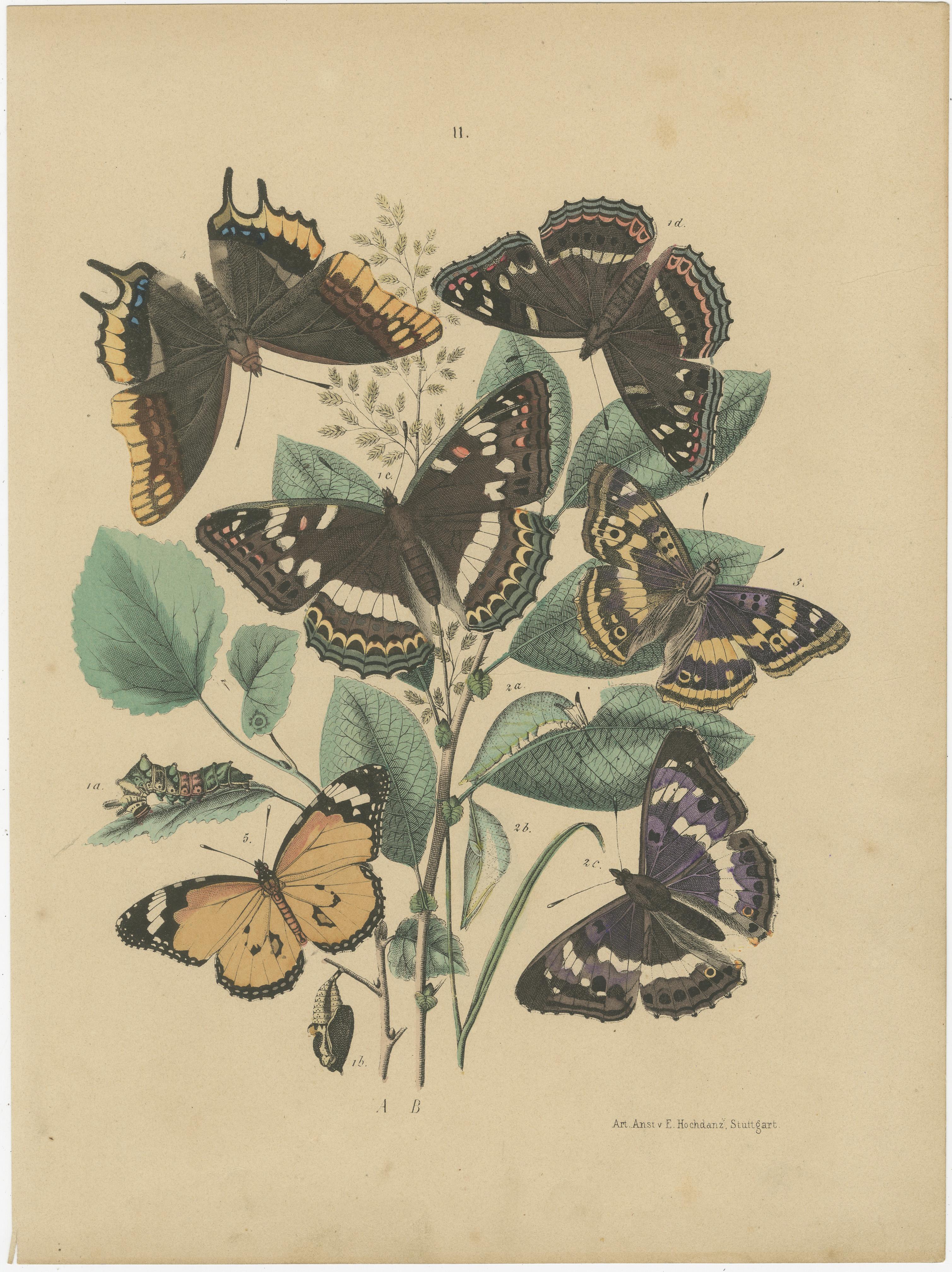 Exquises lithographies de papillons du 19e siècle : Une étude des lépidoptères exotiques Bon état - En vente à Langweer, NL