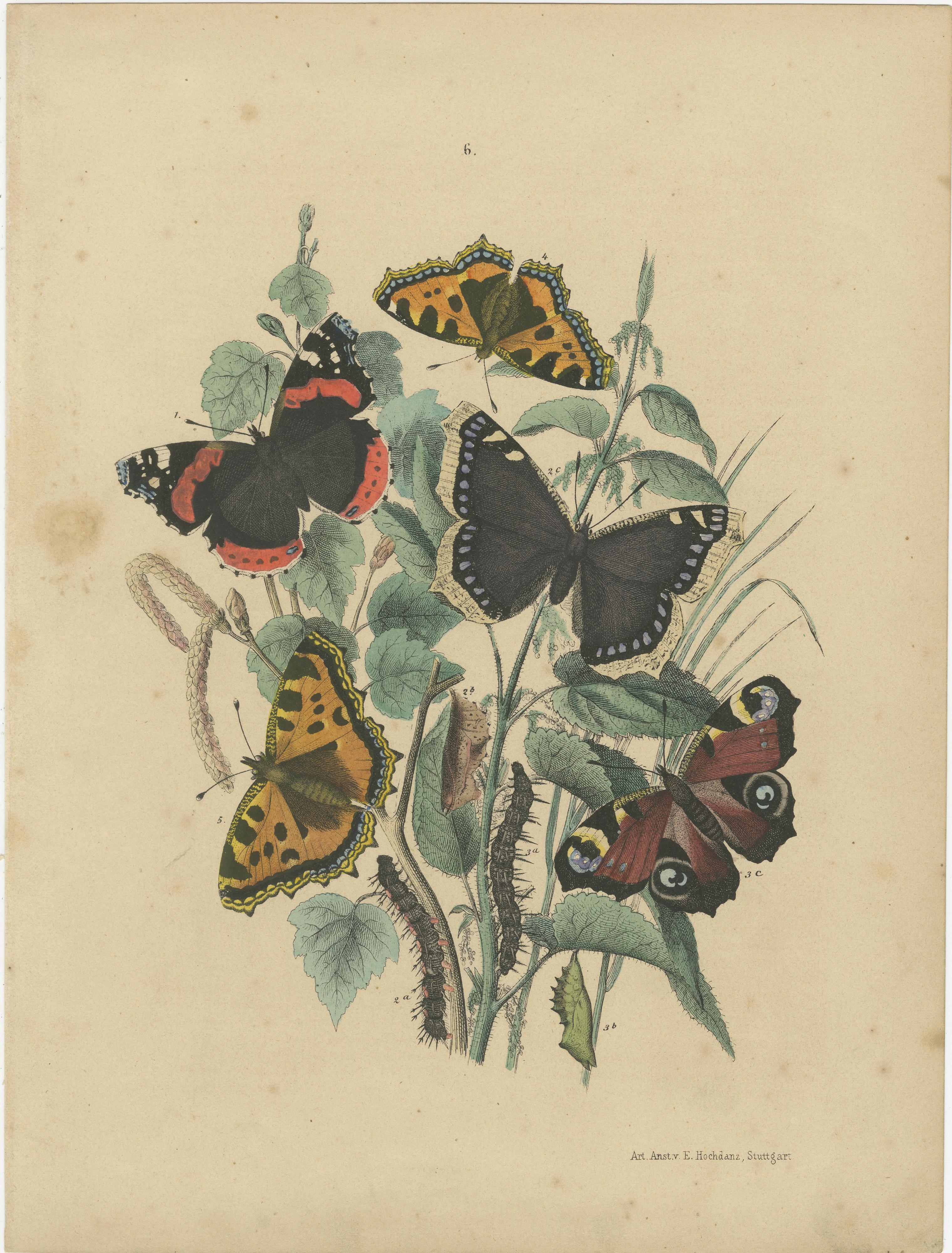 Milieu du XIXe siècle Exquises lithographies de papillons du 19e siècle : Une étude des lépidoptères exotiques en vente