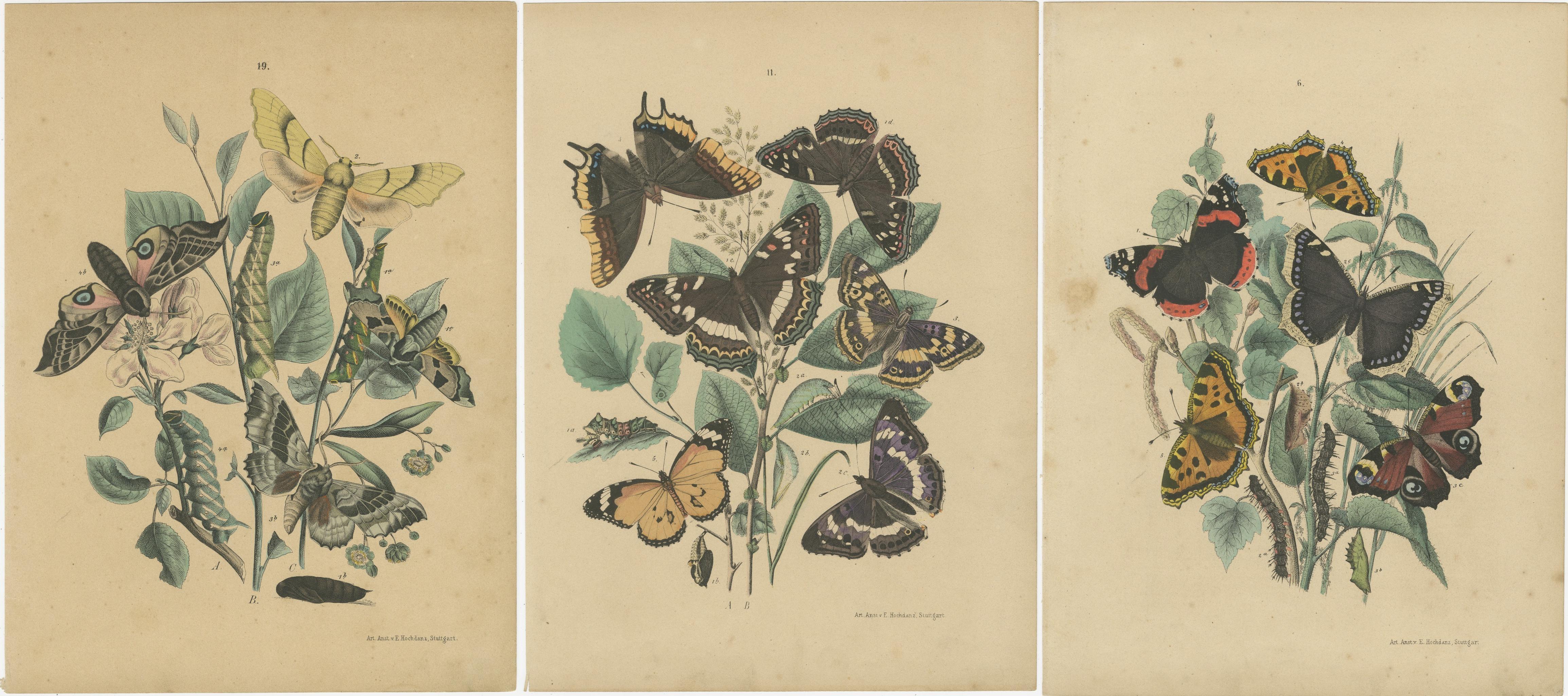 Papier Exquises lithographies de papillons du 19e siècle : Une étude des lépidoptères exotiques en vente