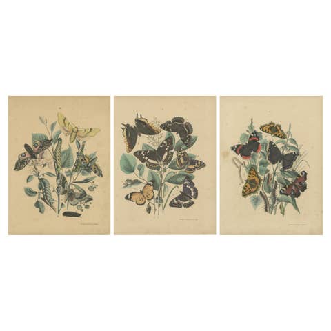 Exquisite 19th-Century Butterfly Lithographs: A Study of Exotic Lepidoptera