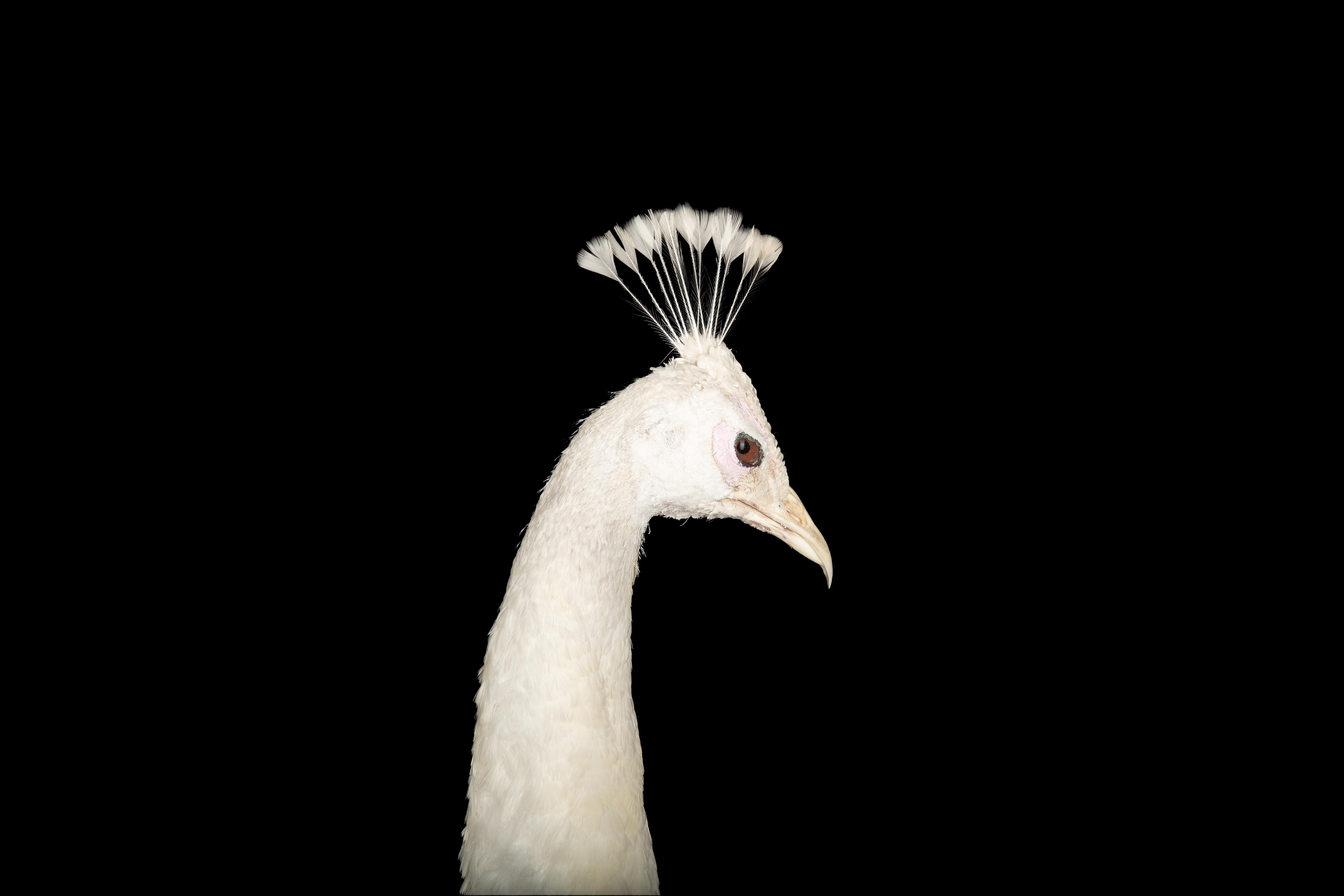 Dieses prächtige Präparat zeigt einen albinotischen (leuzistischen) Pfau, der kunstvoll auf einen ovalen Holzsockel montiert ist. Die komplizierten Details der einzigartigen Färbung des Pfaus sind makellos eingefangen, mit den makellosen weißen
