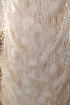 Exquisite Albino Peacock Taxidermy: A Majestic Display of Rarity and Elegance