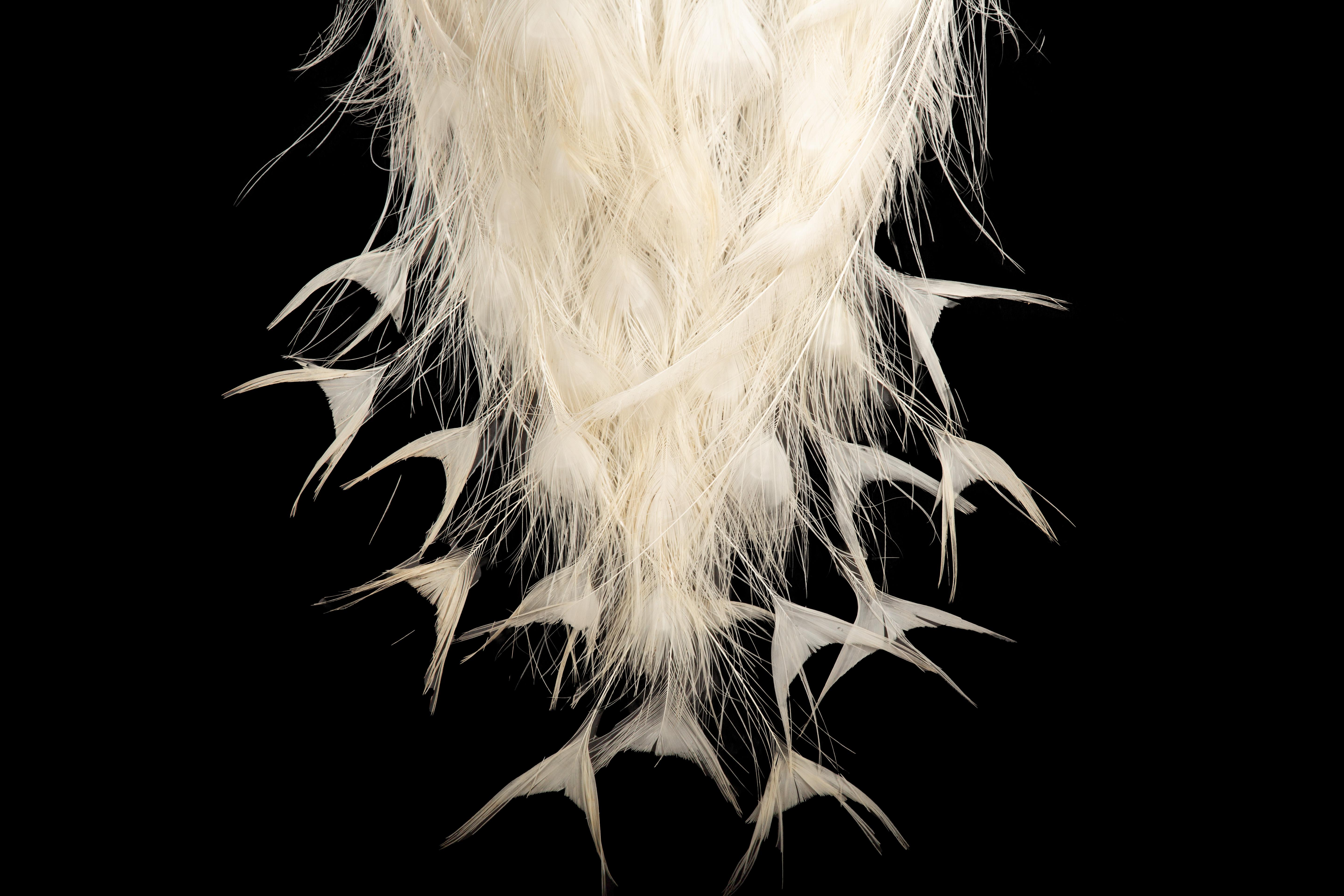 Exquisite Albino-Pfau-Taxidermie: Eine majestätische Darstellung von Seltenheit und Eleganz (Spätviktorianisch) im Angebot