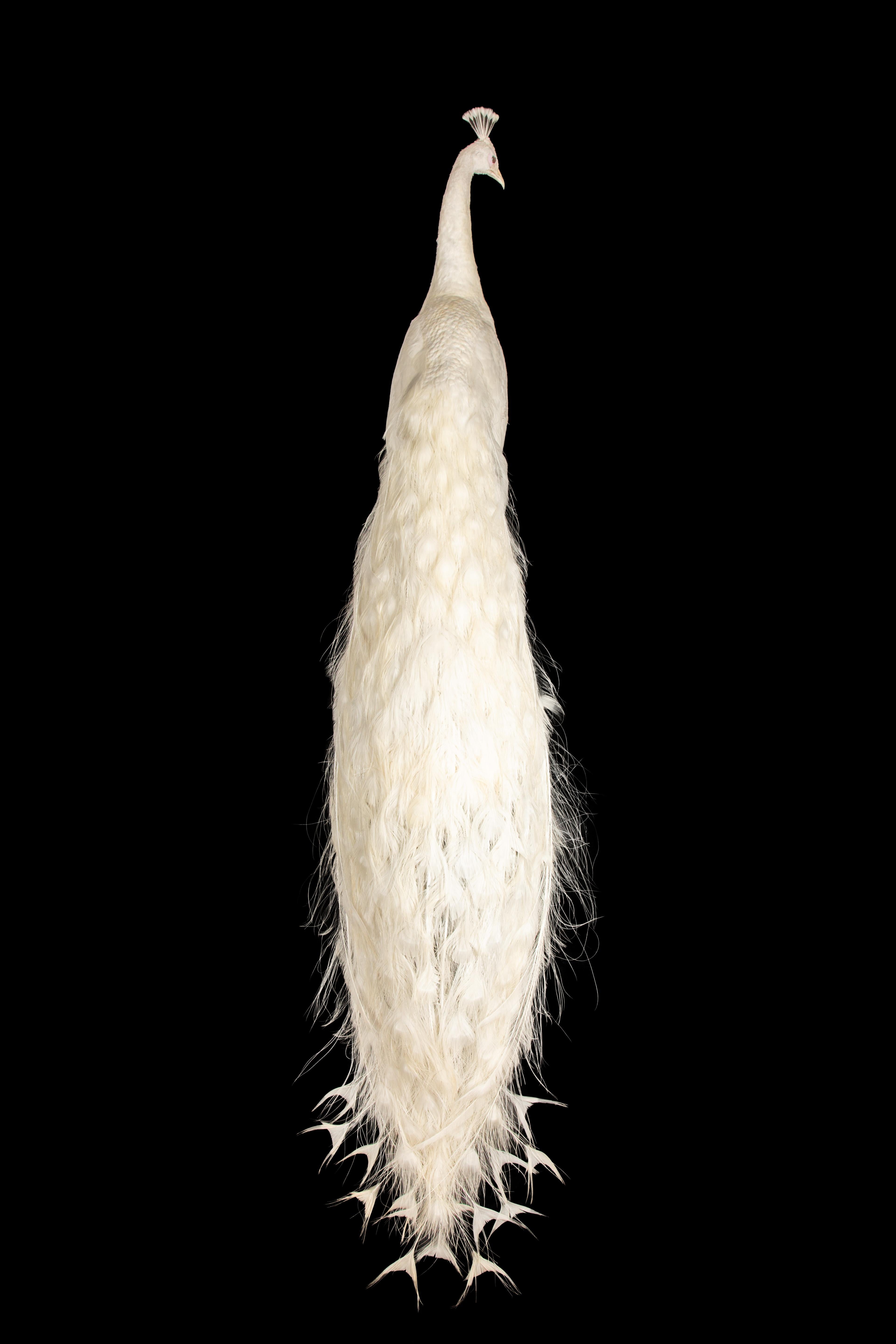 Exquisite Albino-Pfau-Taxidermie: Eine majestätische Darstellung von Seltenheit und Eleganz (amerikanisch) im Angebot