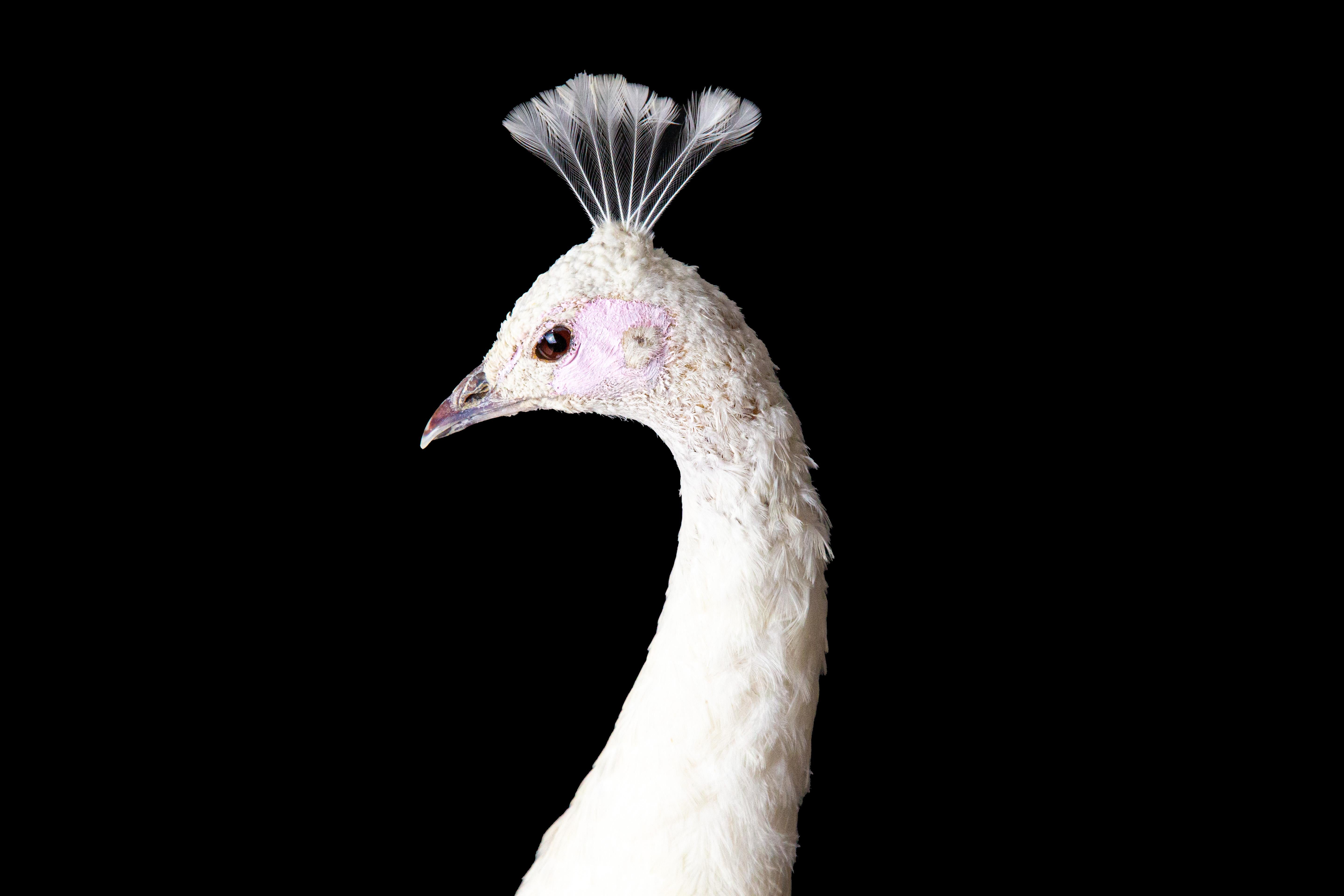 Exquisite Albino-Pfau-Taxidermie: Eine majestätische Darstellung von Seltenheit und Eleganz (amerikanisch) im Angebot