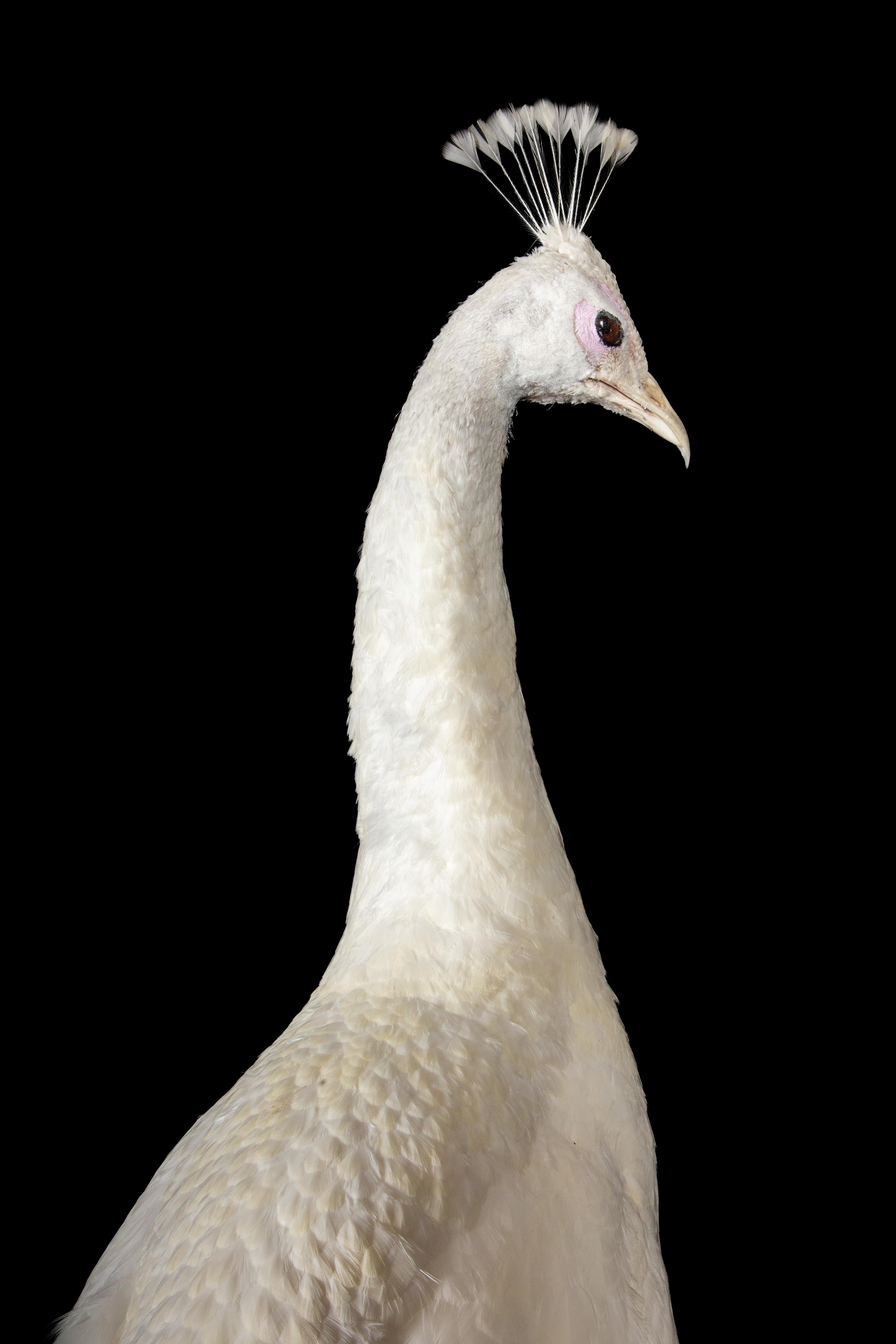 Exquisite Albino-Pfau-Taxidermie: Eine majestätische Darstellung von Seltenheit und Eleganz im Zustand „Neu“ im Angebot in New York, NY