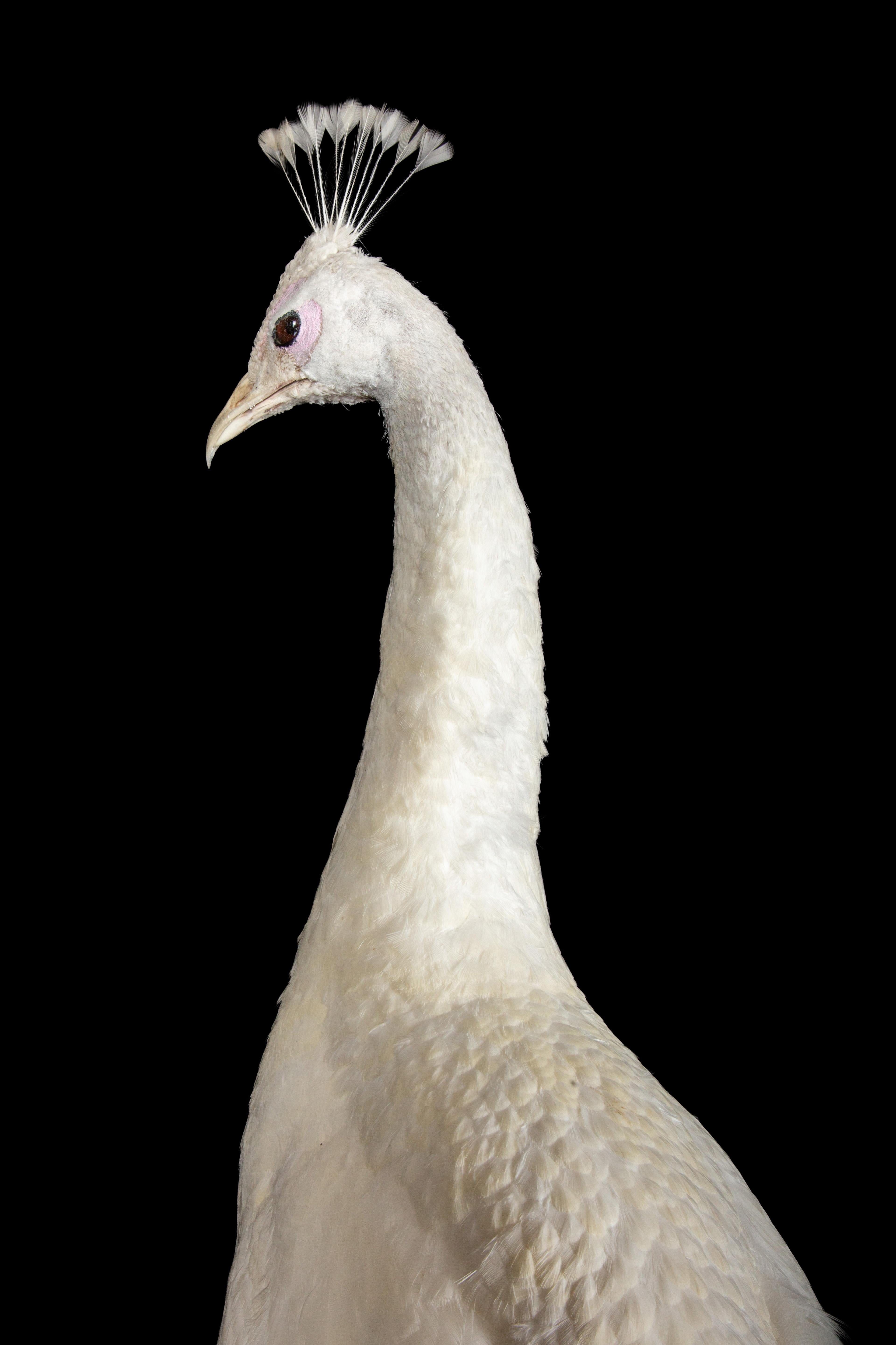 Exquisite Albino-Pfau-Taxidermie: Eine majestätische Darstellung von Seltenheit und Eleganz im Zustand „Neu“ im Angebot in New York, NY