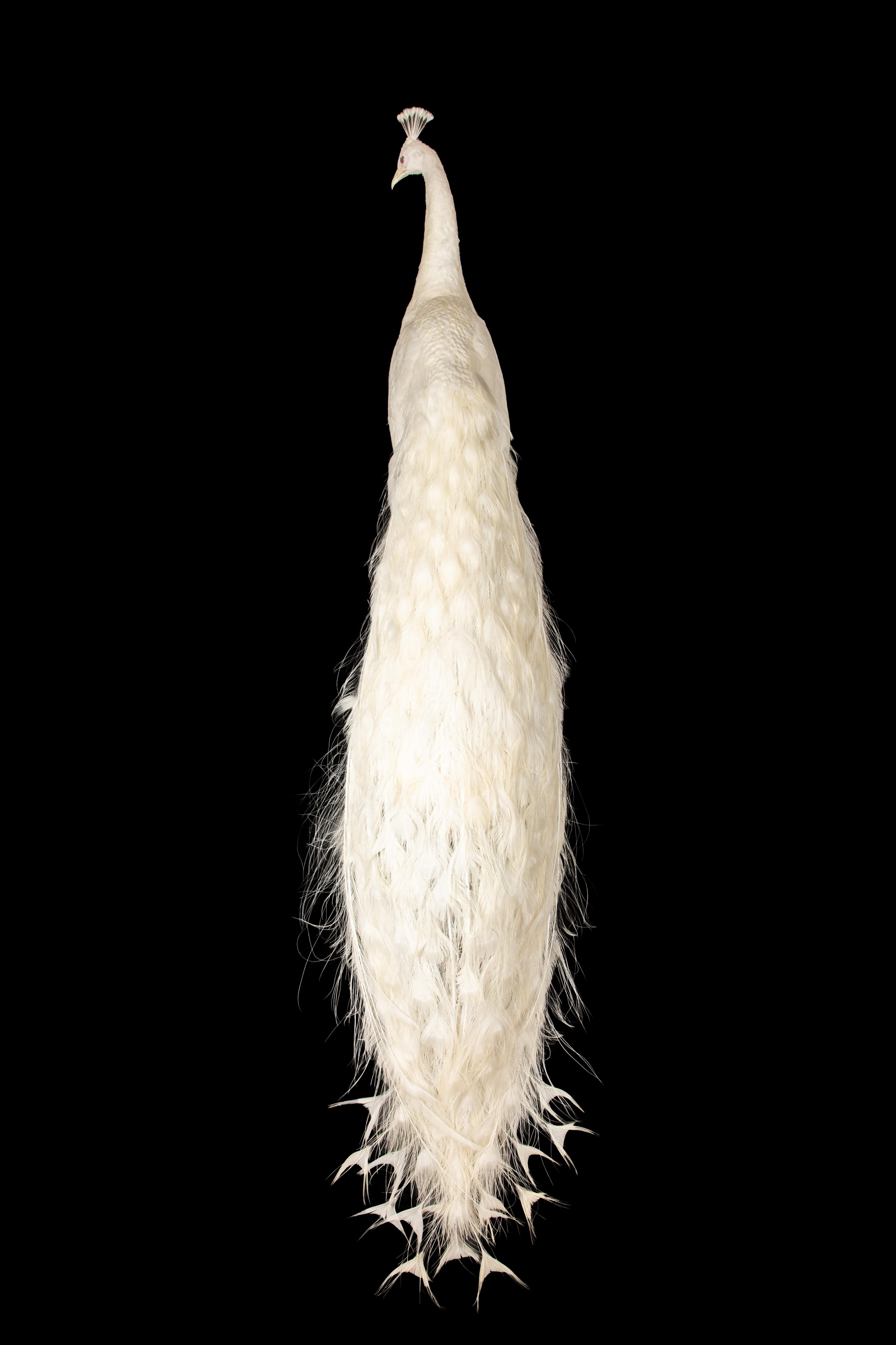 Exquisite Albino-Pfau-Taxidermie: Eine majestätische Darstellung von Seltenheit und Eleganz (21. Jahrhundert und zeitgenössisch) im Angebot