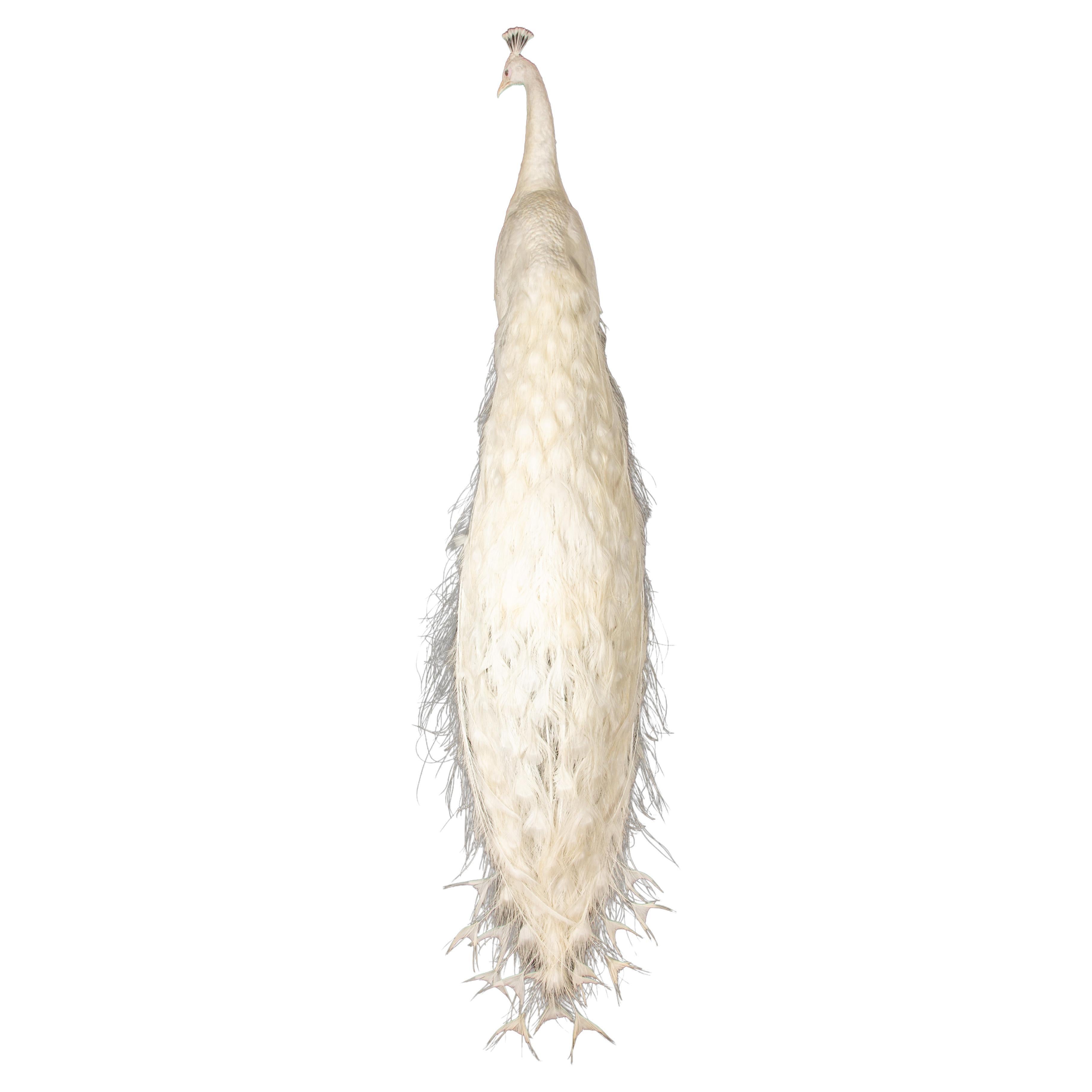 Exquisita Taxidermia de Pavo Real Albino: Una Majestuosa Muestra de Rareza y Elegancia
