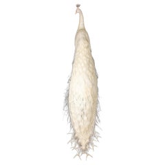 Exquisite Albino Peacock Taxidermy: A Majestic Display of Rarity and Elegance