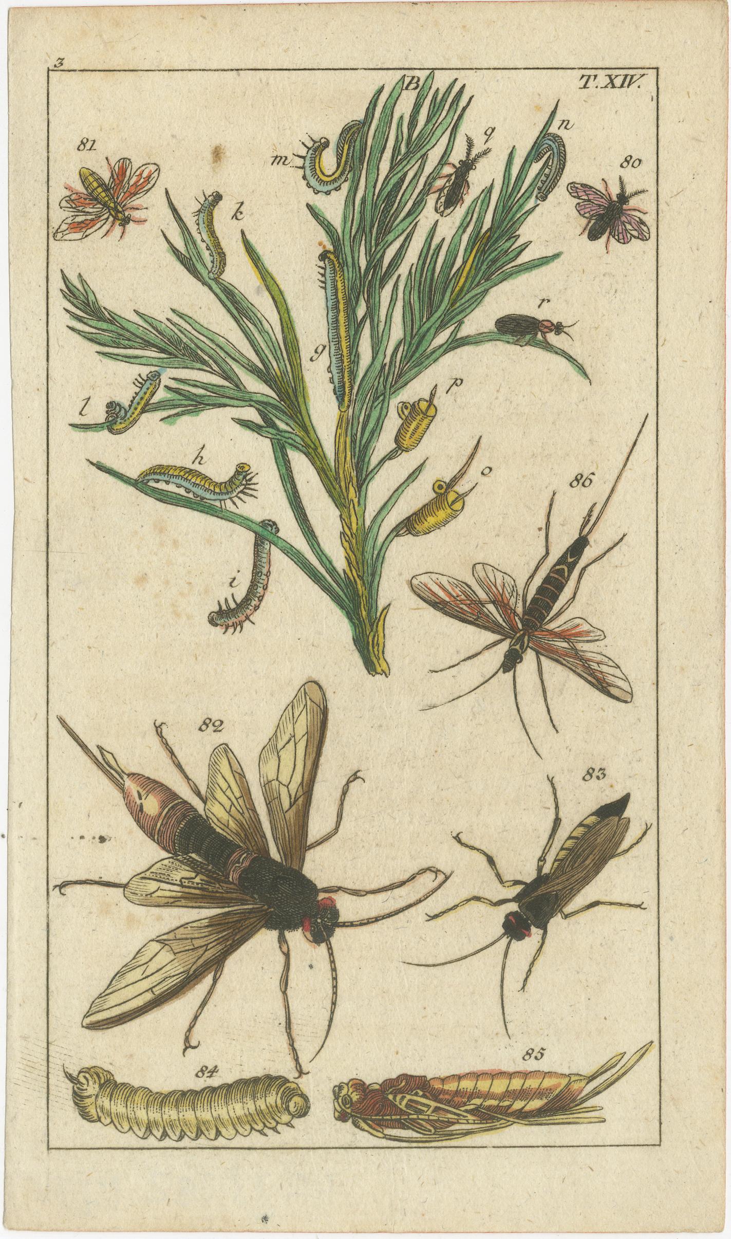 Title: Exquisite Antique Natural History Prints: Insects, Larvae, and Life Cycles  

Description:  This set of four original antique prints from 1832 is a captivating exploration of the natural world, depicting various insects, their larvae, and