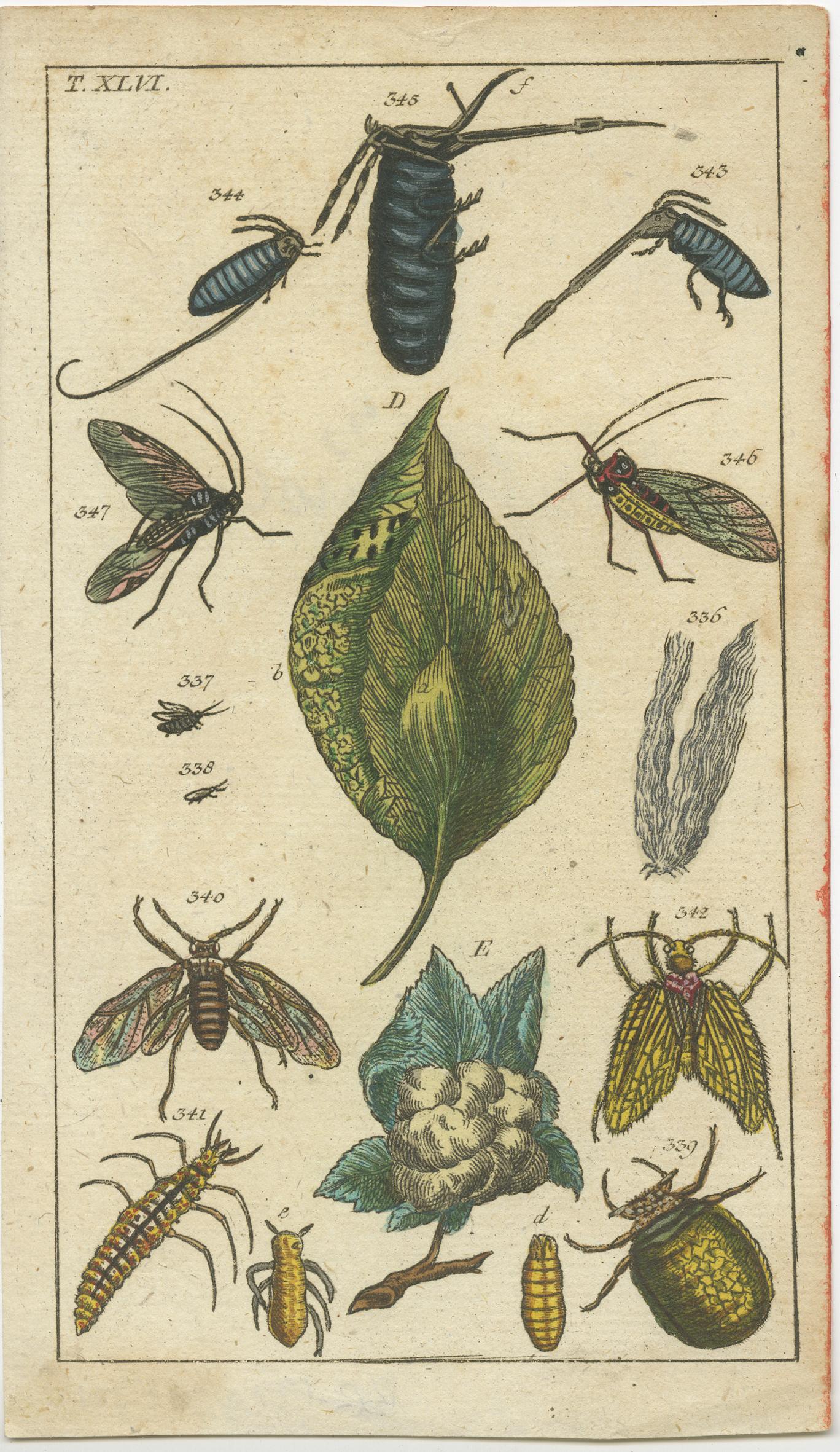 Exquisite Antique Natural History Prints: Insects, Larvae, and Life Cycles, 1832 In Good Condition For Sale In Langweer, NL