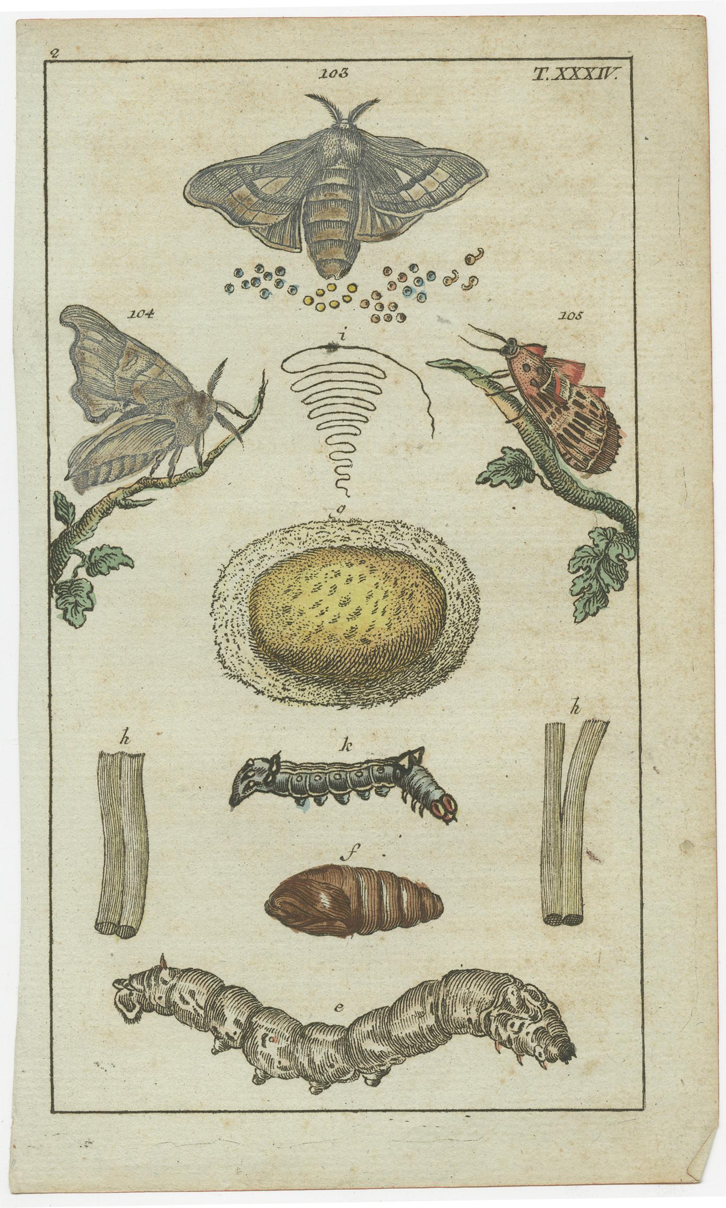 Mid-19th Century Exquisite Antique Natural History Prints: Insects, Larvae, and Life Cycles, 1832 For Sale
