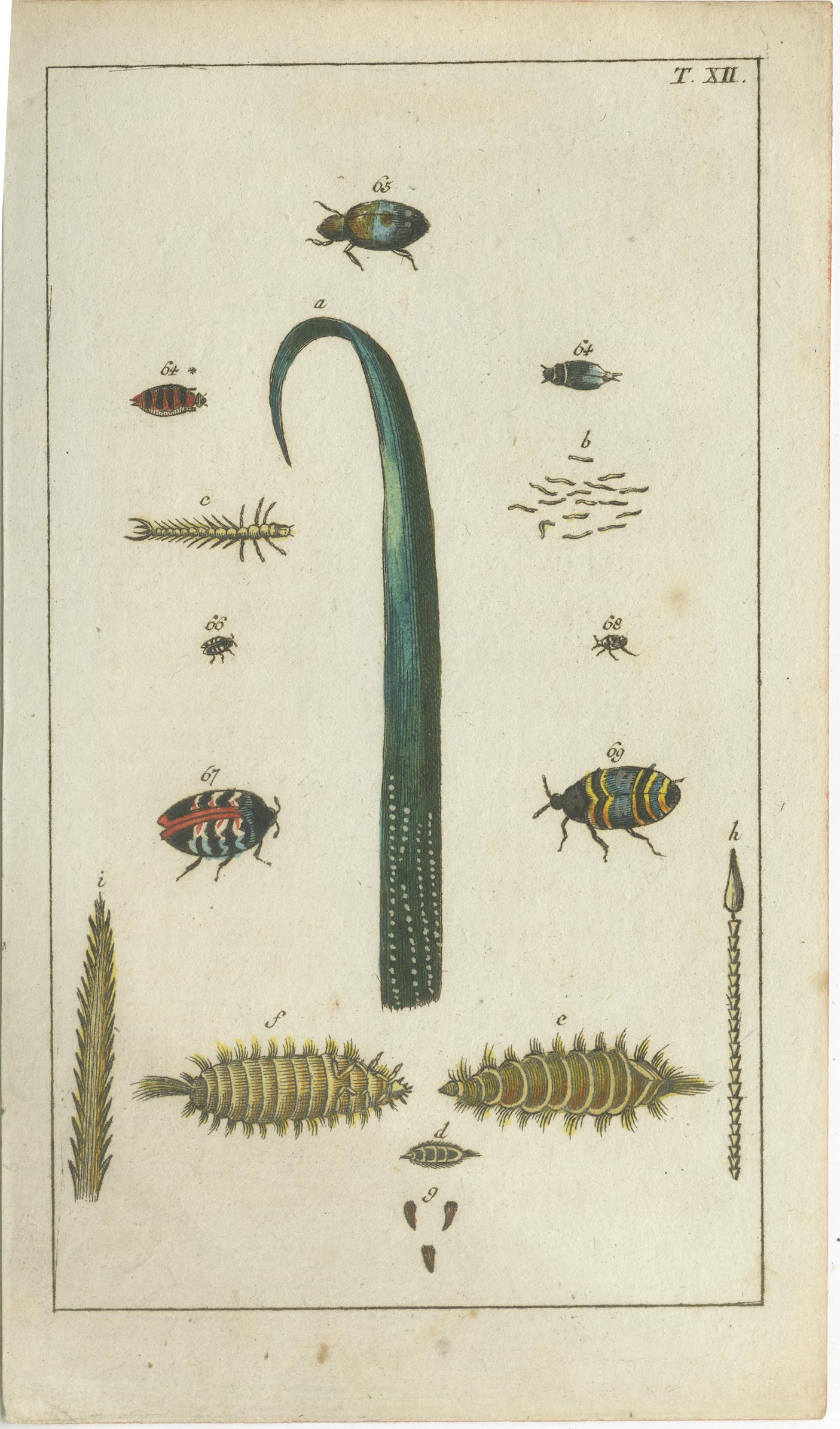 Paper Exquisite Antique Natural History Prints: Insects, Larvae, and Life Cycles, 1832 For Sale