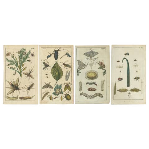 Exquisite Antique Natural History Prints: Insects, Larvae, and Life Cycles, 1832