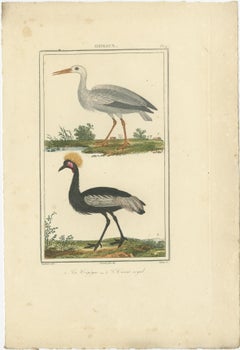 Exquisite Avian Illustrations from Buffon's 18th Century Natural History