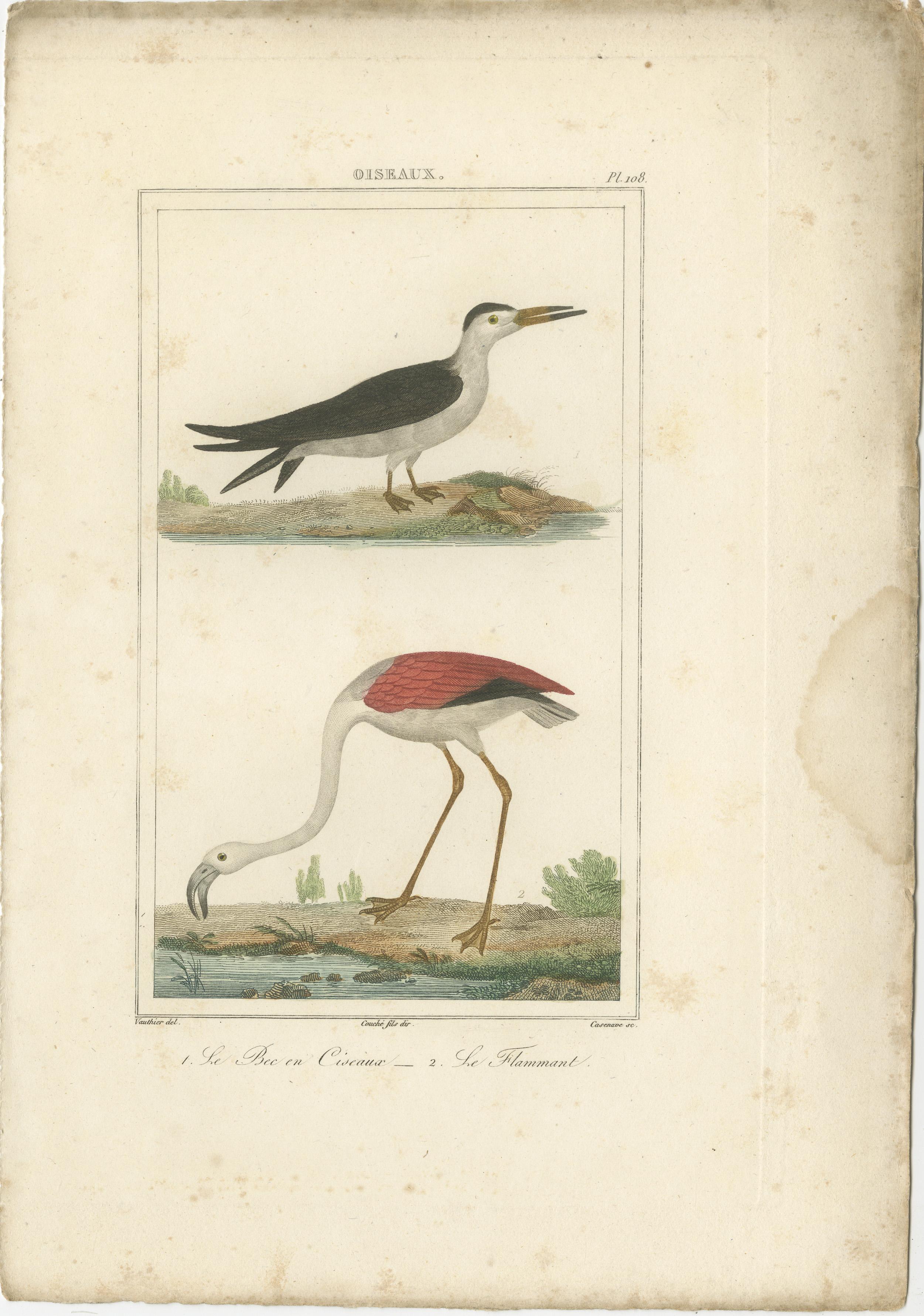 Gravé Magnifiques illustrations aéronautiques de l'histoire naturelle de Buffon au 18e siècle