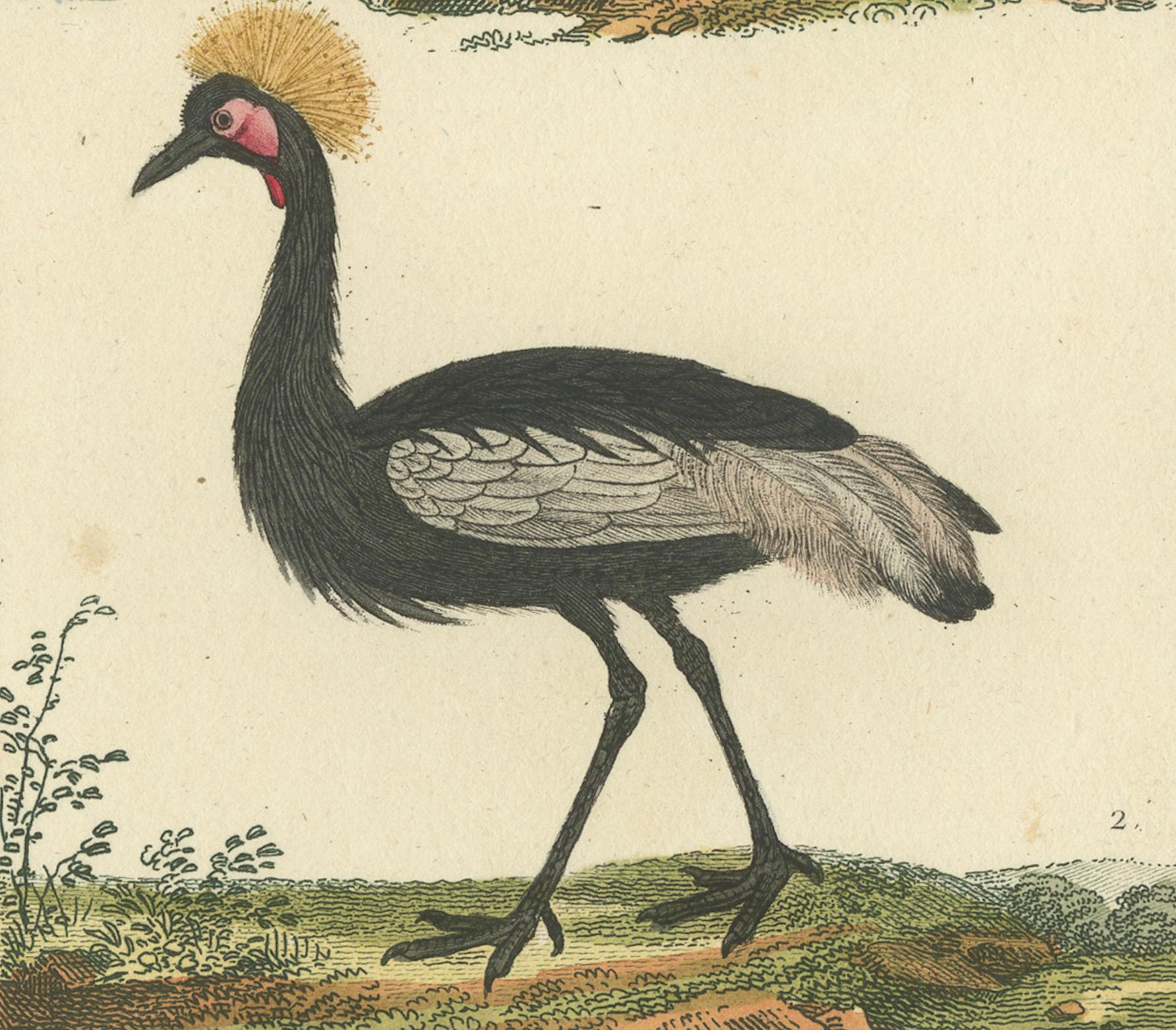 Magnifiques illustrations aéronautiques de l'histoire naturelle de Buffon au 18e siècle Bon état à Langweer, NL