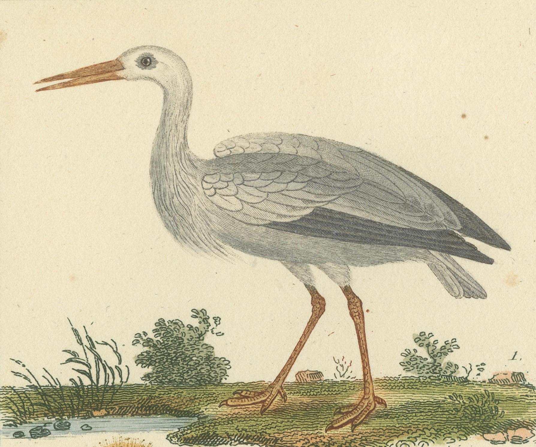 XVIIIe siècle Magnifiques illustrations aéronautiques de l'histoire naturelle de Buffon au 18e siècle