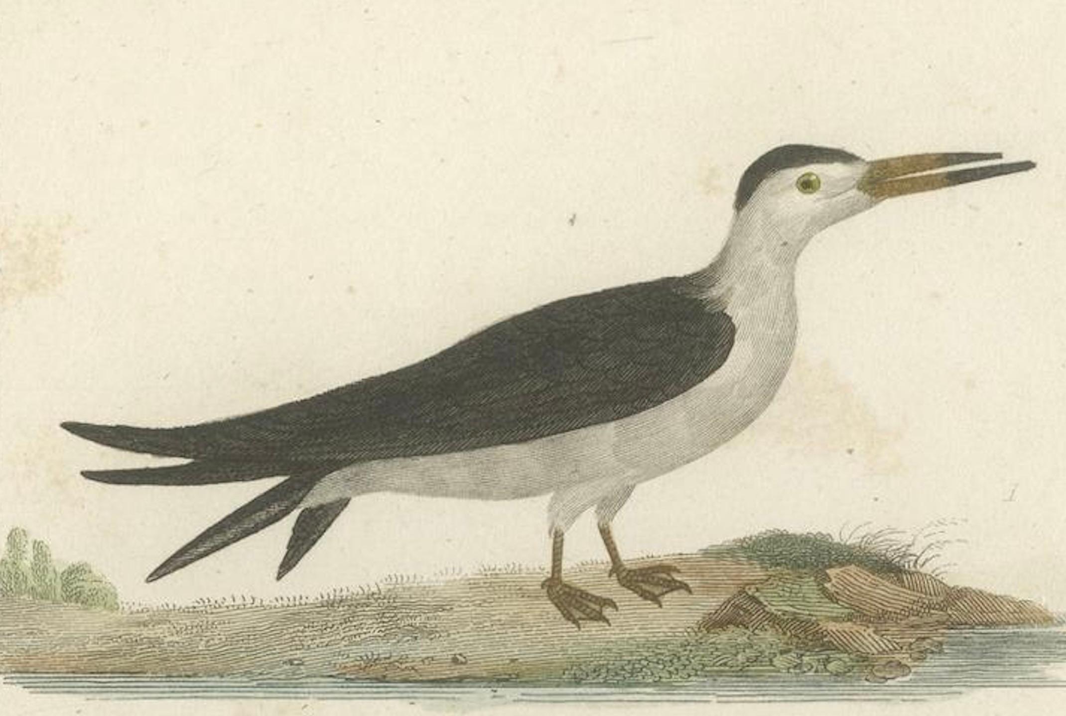 Papier Magnifiques illustrations aéronautiques de l'histoire naturelle de Buffon au 18e siècle
