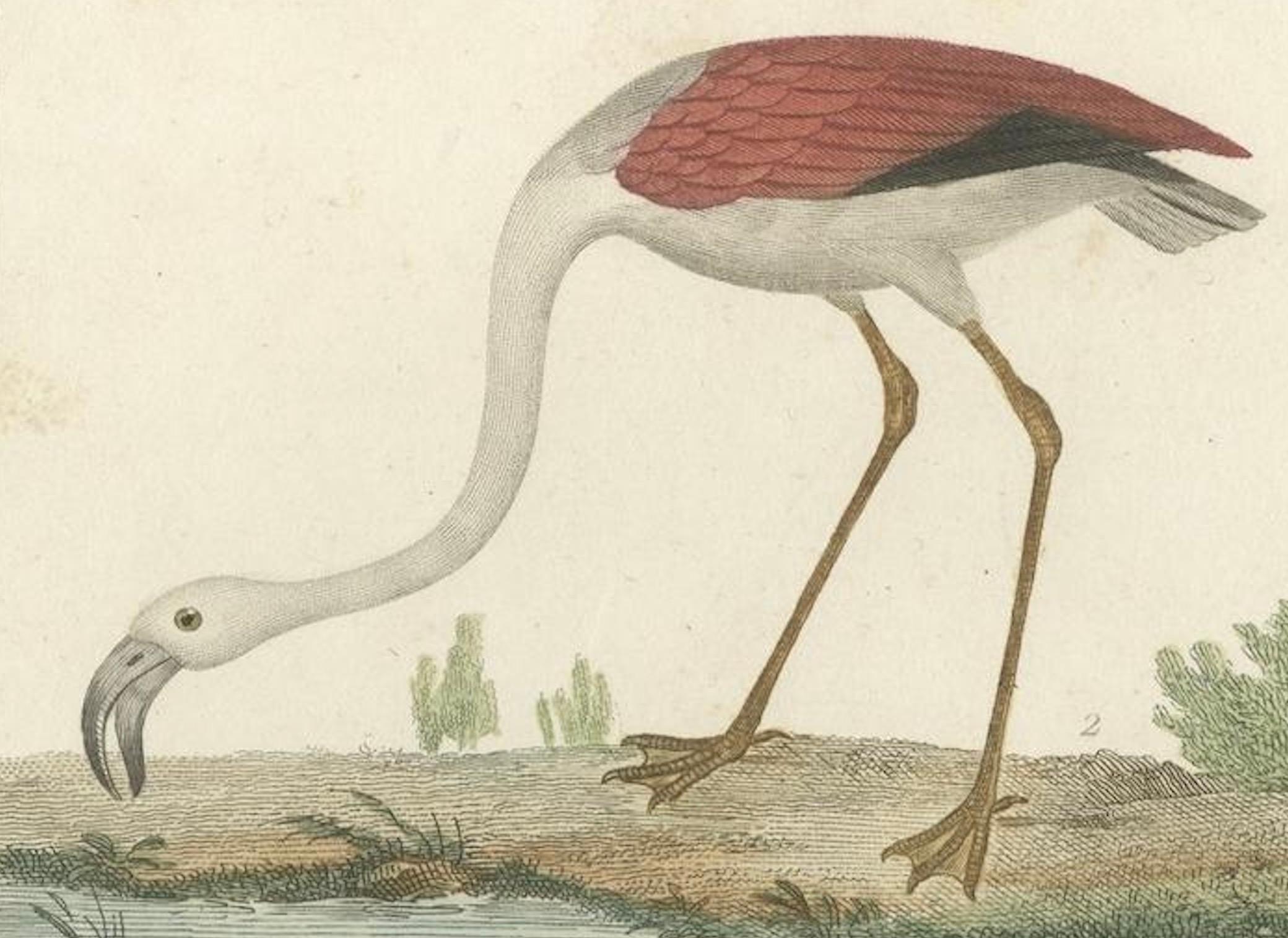 Magnifiques illustrations aéronautiques de l'histoire naturelle de Buffon au 18e siècle 1