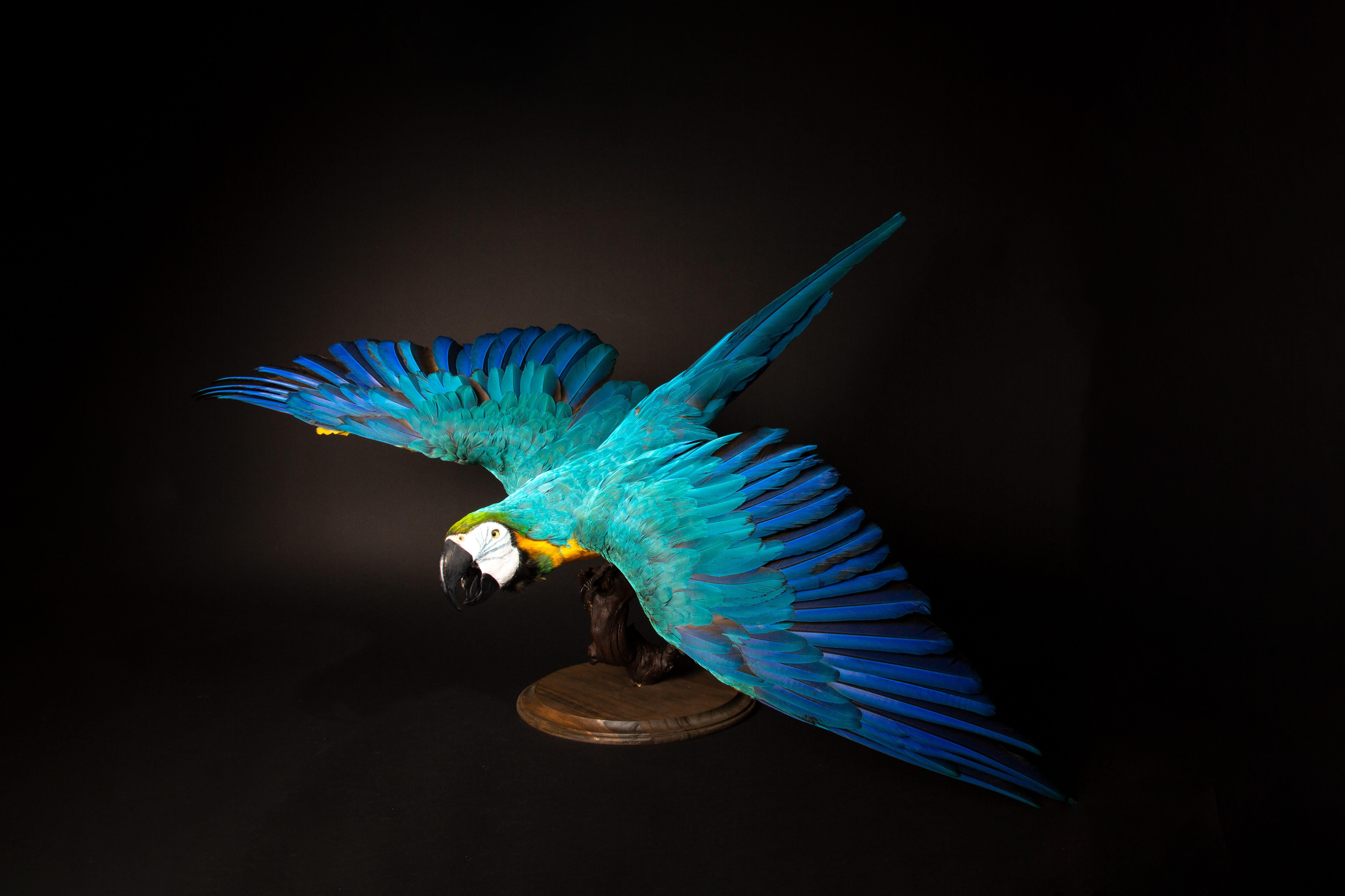 This Blue and Gold Flying Macaw Mount is an enchanting work of art, capturing the vibrant spirit of the macaw. Featuring the iconic blue and gold plumage, it reflects the majestic beauty of these birds in flight. Each feather is meticulously