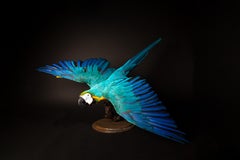 Exquisite Blue and Gold Macaw Taxidermy Mount