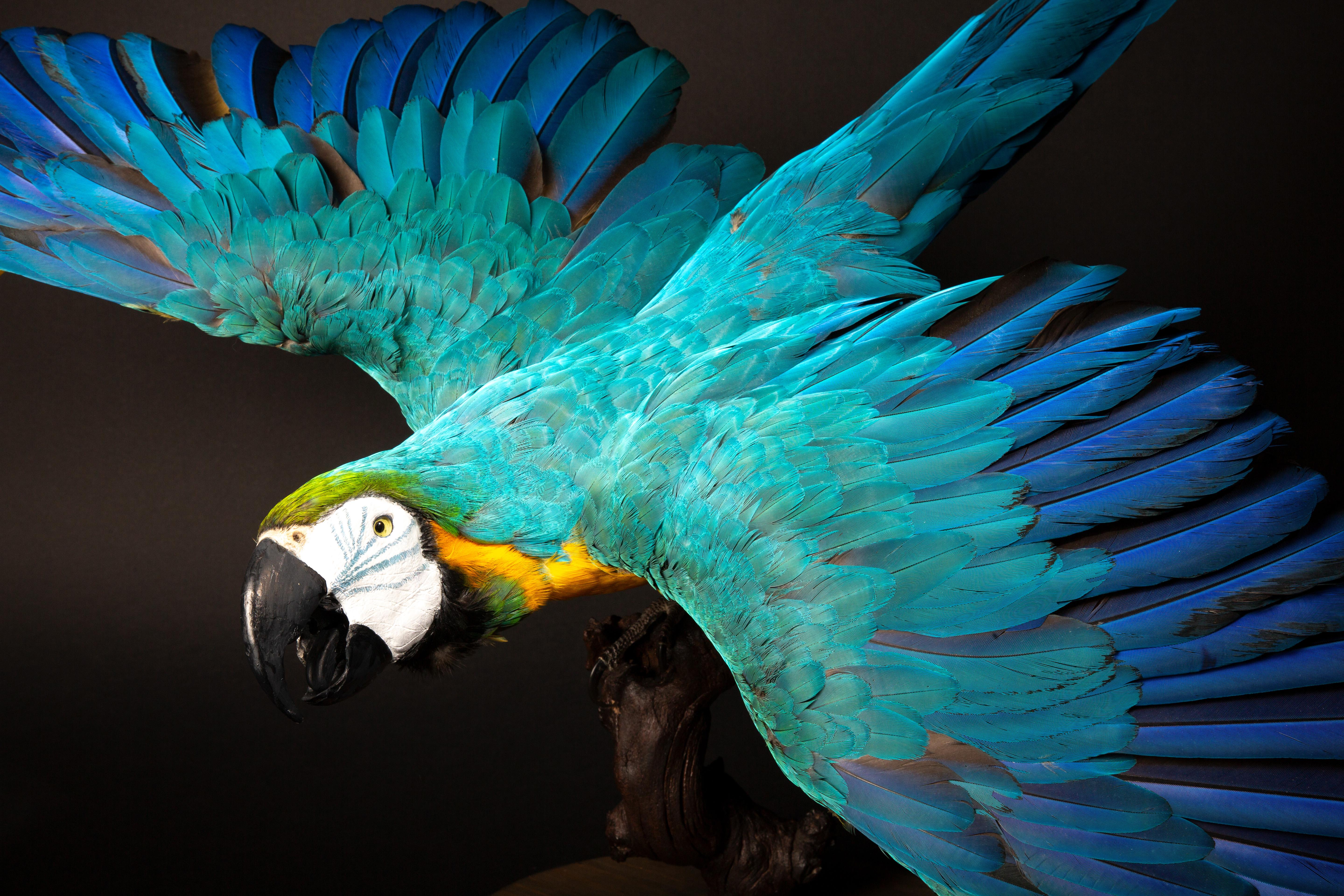 Exquisite Blue and Gold Macaw Taxidermy Mount In New Condition For Sale In New York, NY