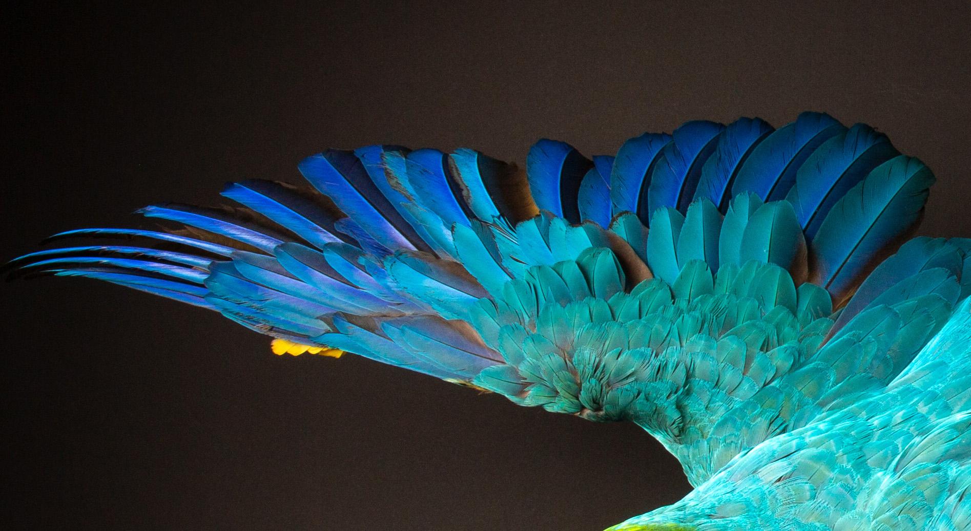 Contemporary Exquisite Blue and Gold Macaw Taxidermy Mount For Sale