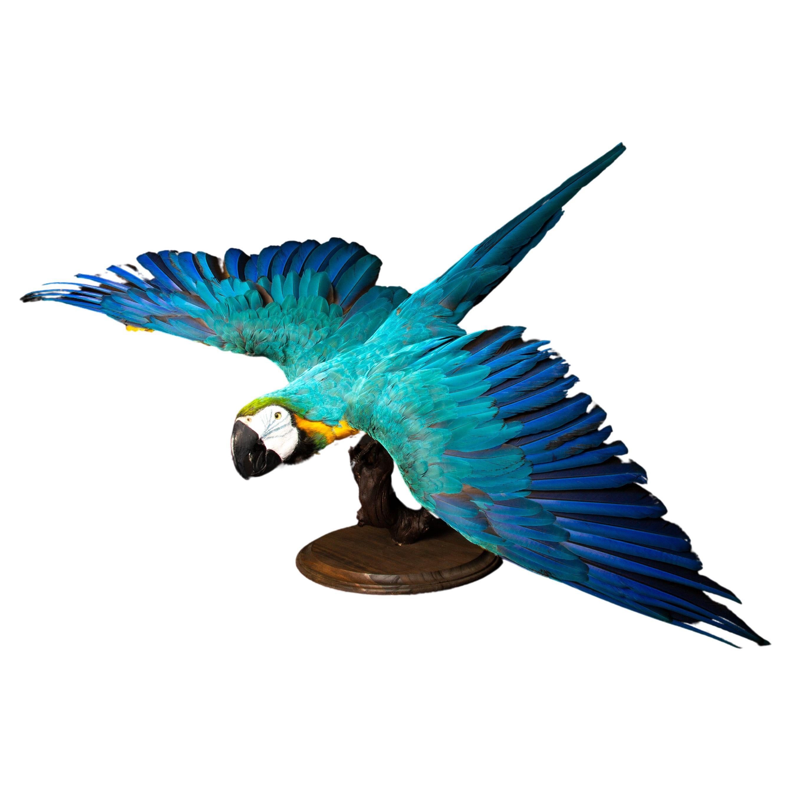 Exquisite blau-goldene Taxidermie-Fassung aus Macaw