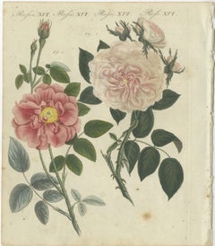 Exquisite Botanical Engraving of Pink Roses, Copperplate Engraving, 1805