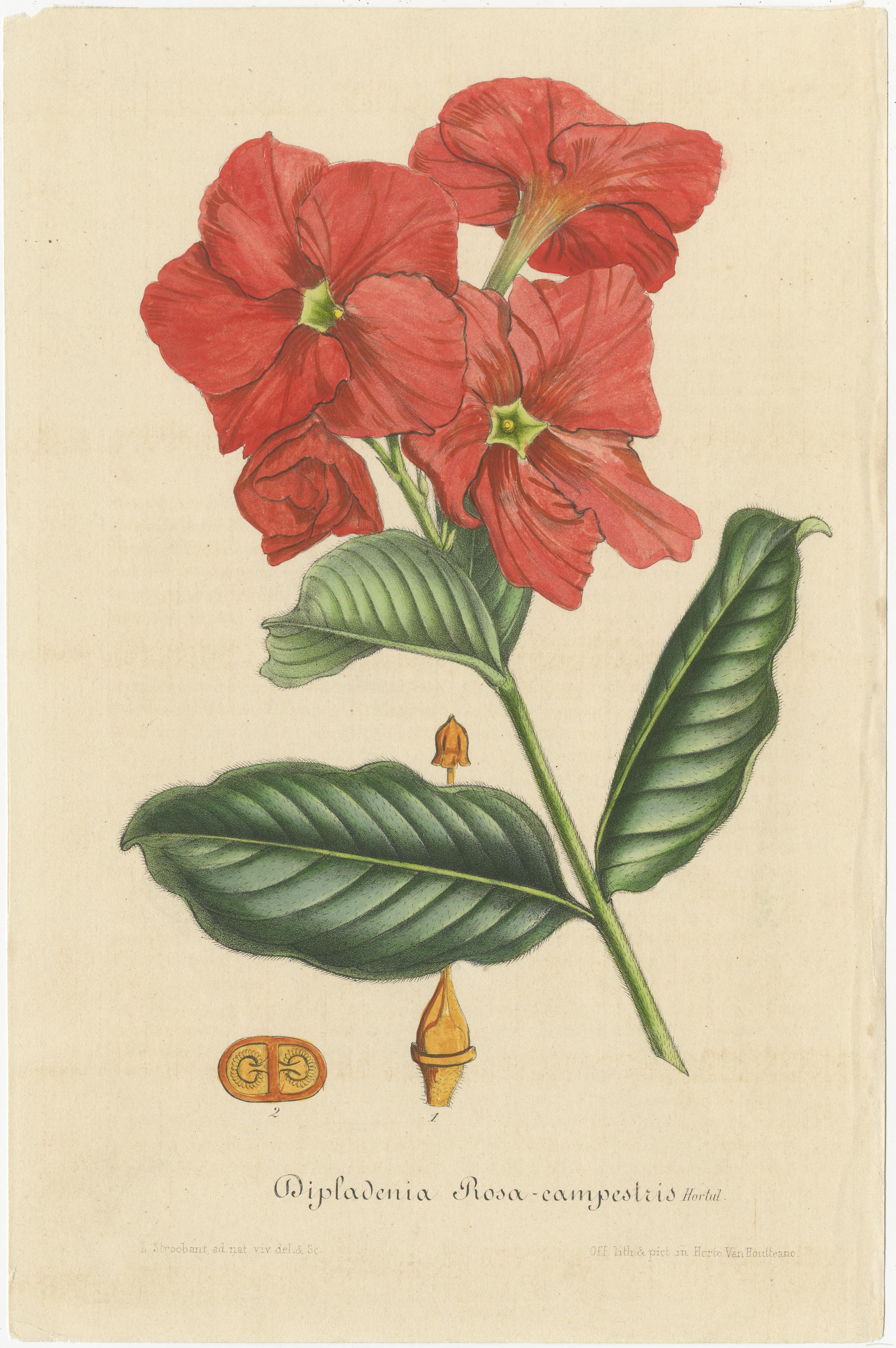 These beautiful hand-colored botanical illustrations, drawn and lithographed by the renowned artist Walter Hood Fitch, were featured in Sir William Jackson Hooker's *