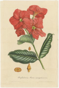 Exquisite Botanical Illustrations from Curtis’s Botanical Magazine (1847)