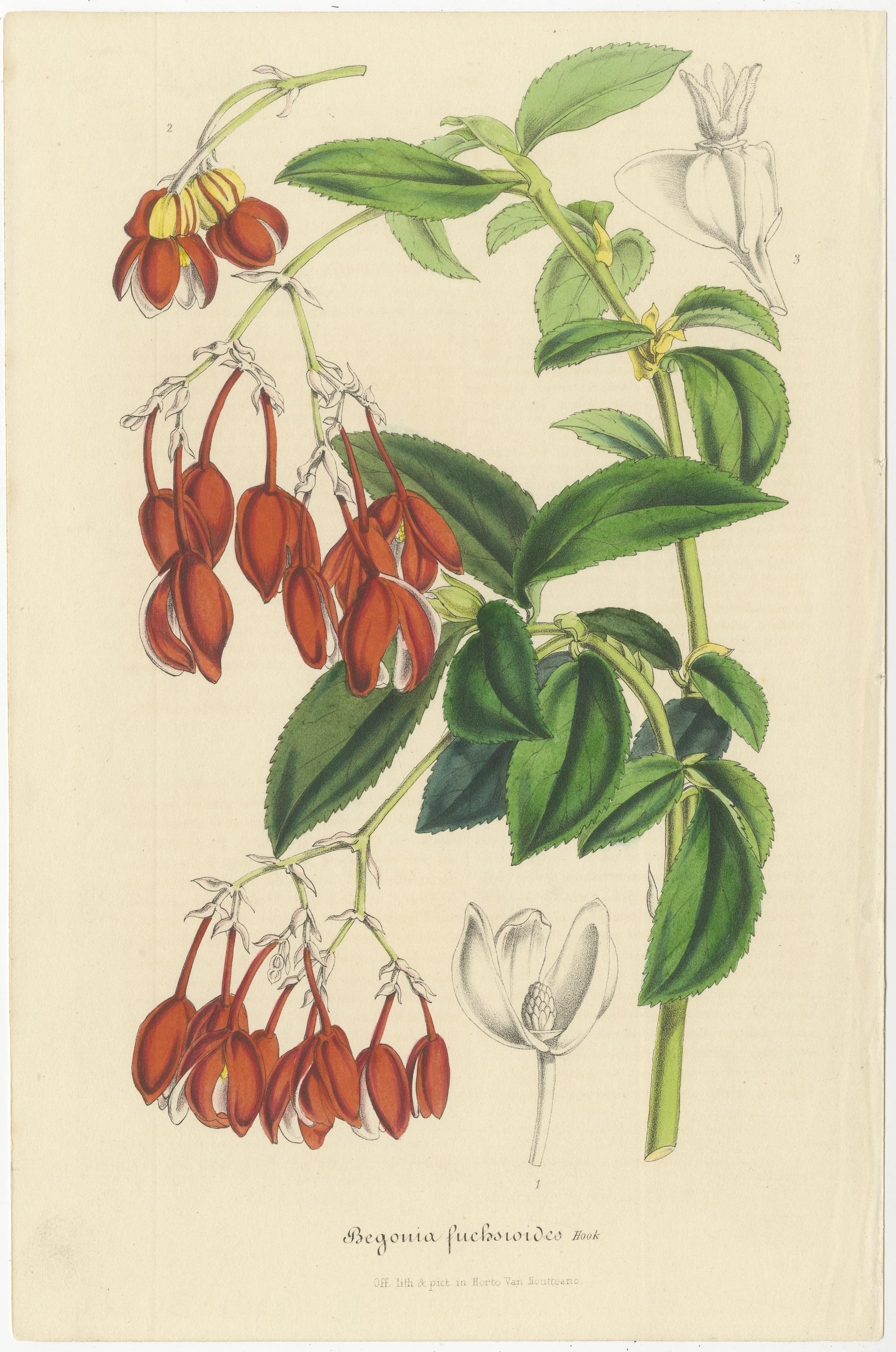Exquisite Botanical Illustrations from Curtis’s Botanical Magazine (1847) In Good Condition For Sale In Langweer, NL