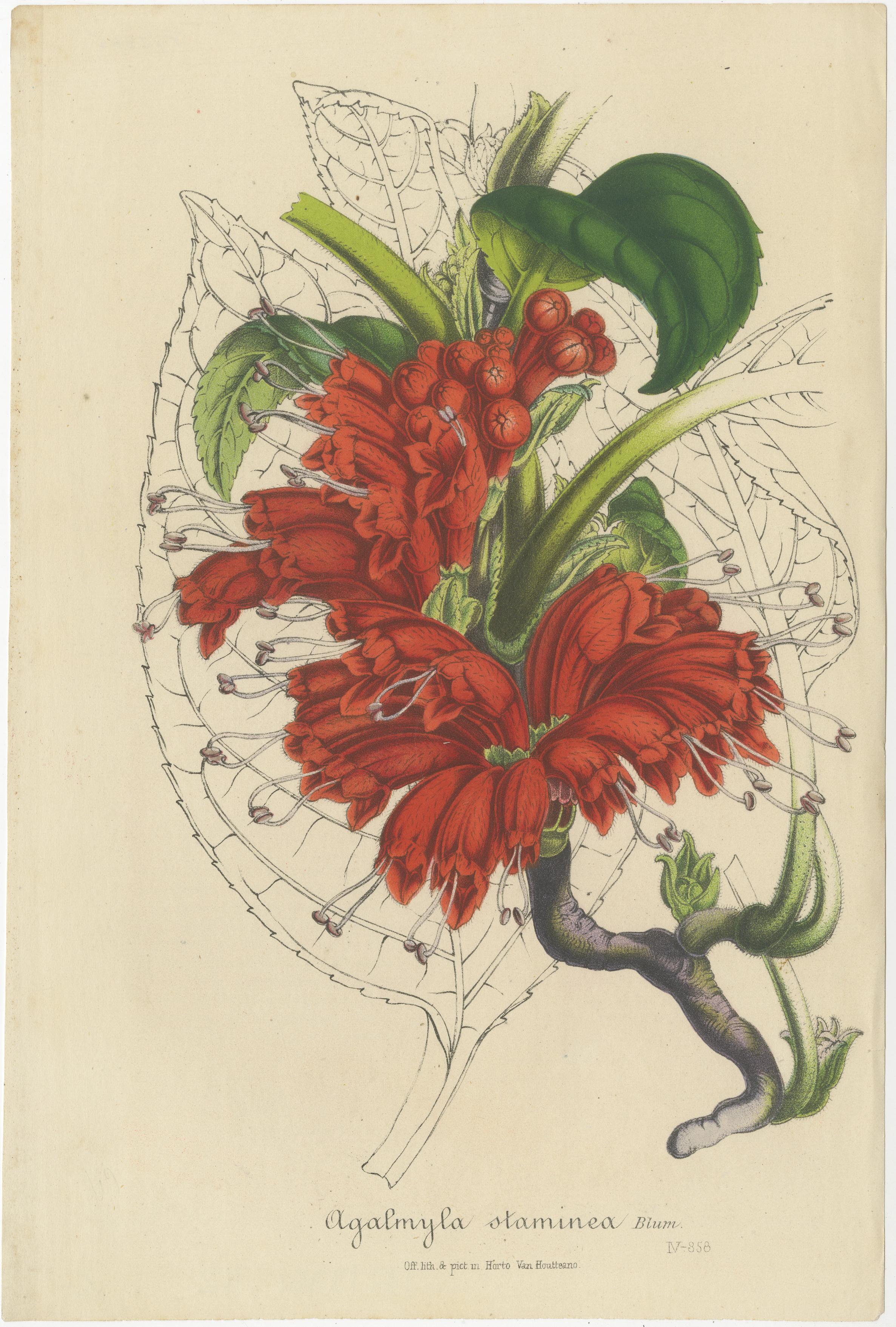 Mid-19th Century Exquisite Botanical Illustrations from Curtis’s Botanical Magazine (1847) For Sale