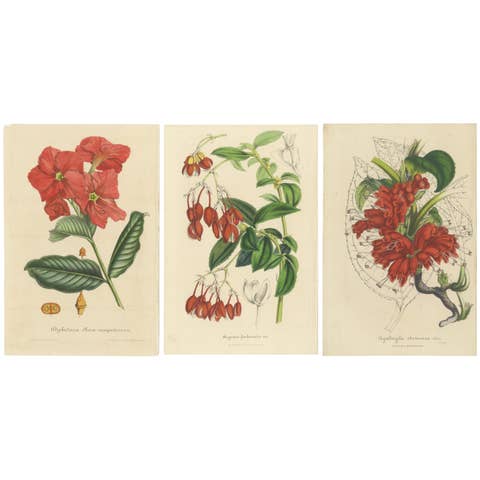 Exquisite Botanical Illustrations from Curtis’s Botanical Magazine (1847)