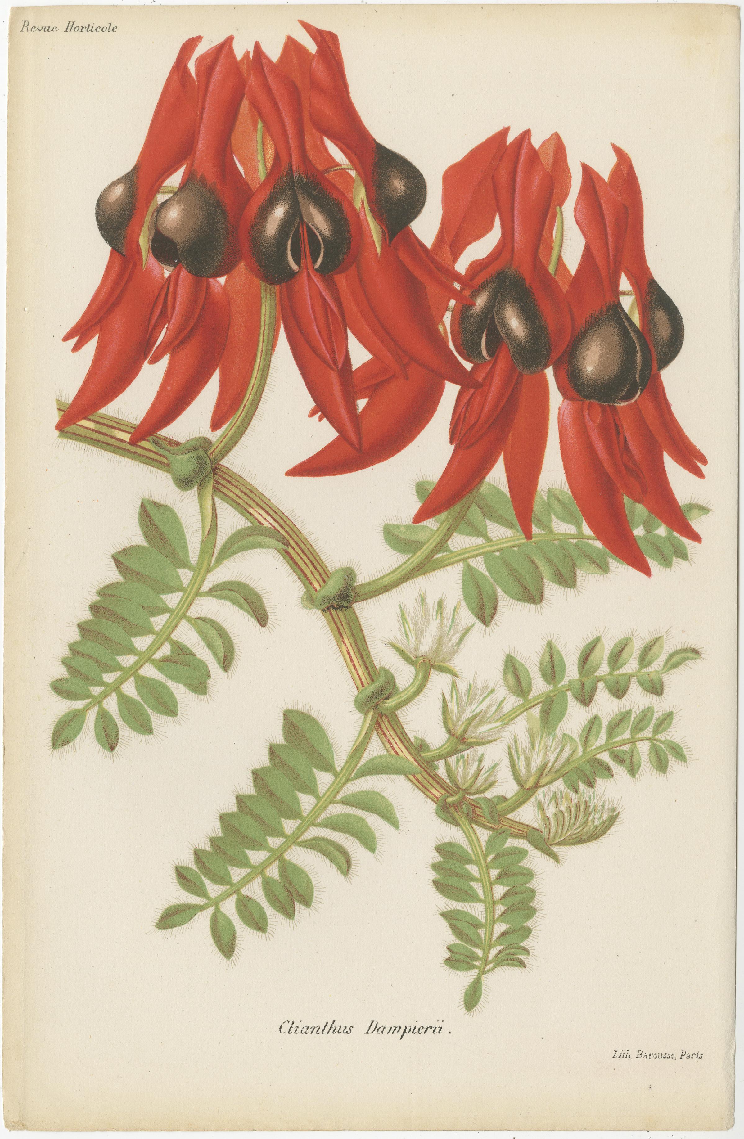 Beschreibung der Drucke mit lateinischen und englischen Bezeichnungen
Clianthus Dampieri

Englischer Name: Glory Pea oder Dampier's Clianthus
Beschreibung: Dieser Druck zeigt auffällige, leuchtend rote, an Hummerscheren erinnernde Blüten, die in