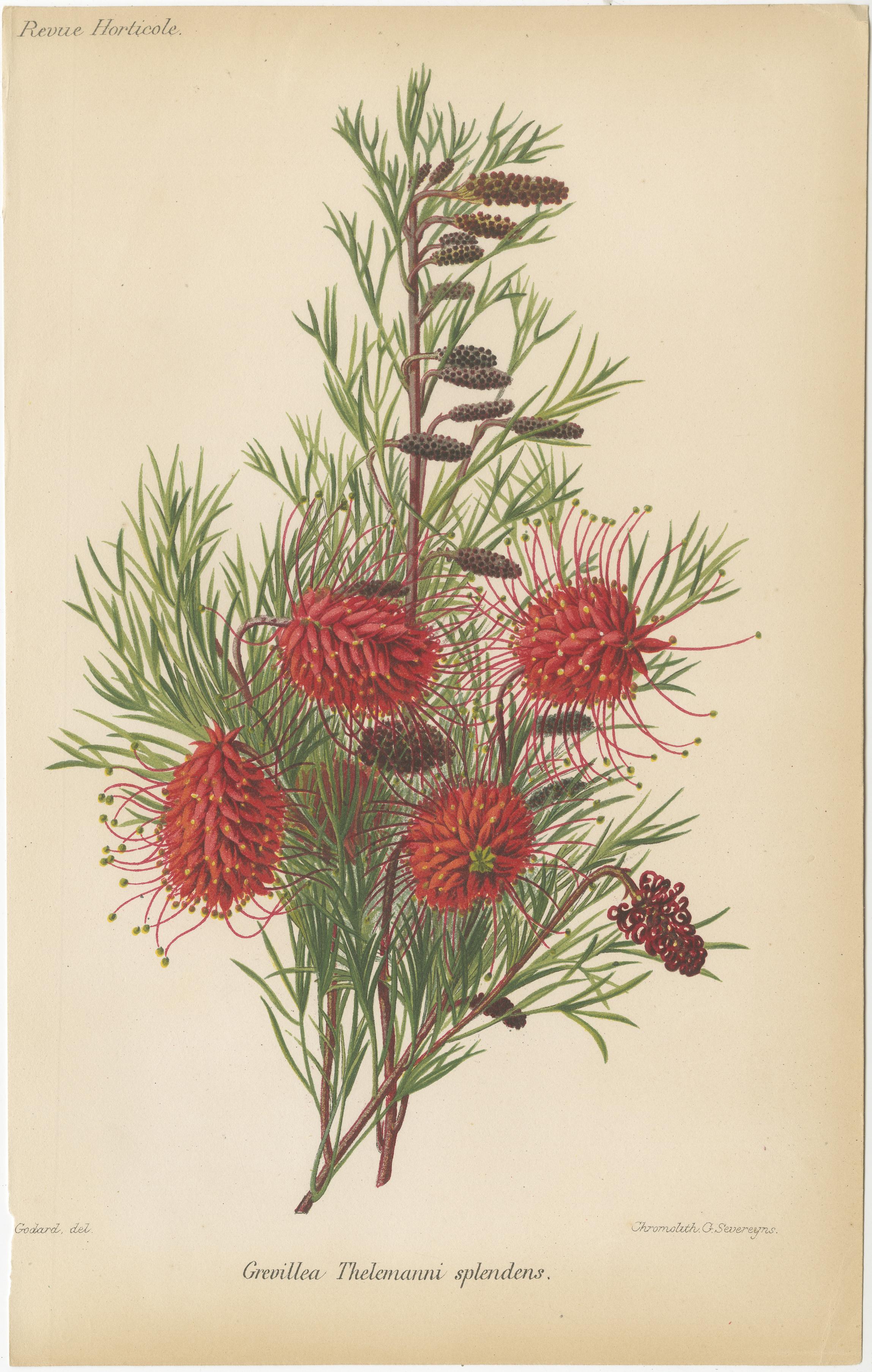 Exquisite Botanicals: Clianthus, Grevillea, Anthurium, und mehr, um 1885 im Zustand „Gut“ im Angebot in Langweer, NL