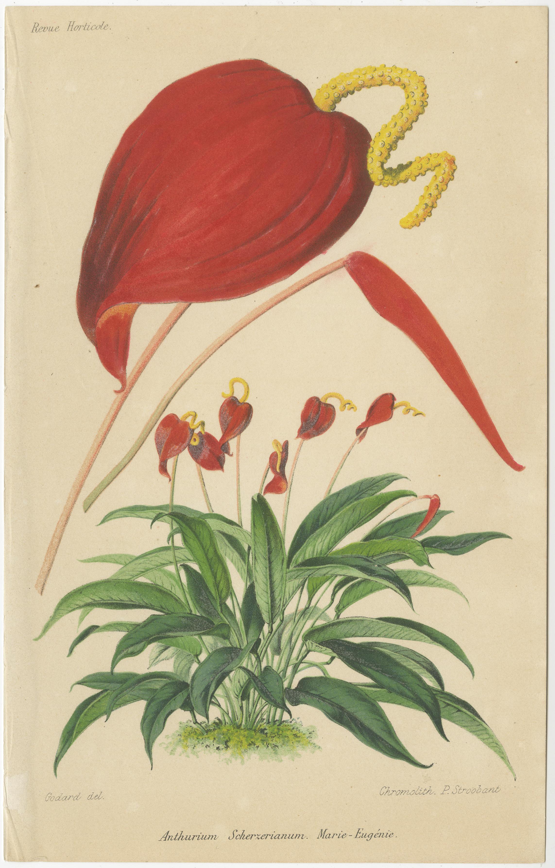 Exquisite Botanicals: Clianthus, Grevillea, Anthurium, und mehr, um 1885 (Spätes 19. Jahrhundert) im Angebot