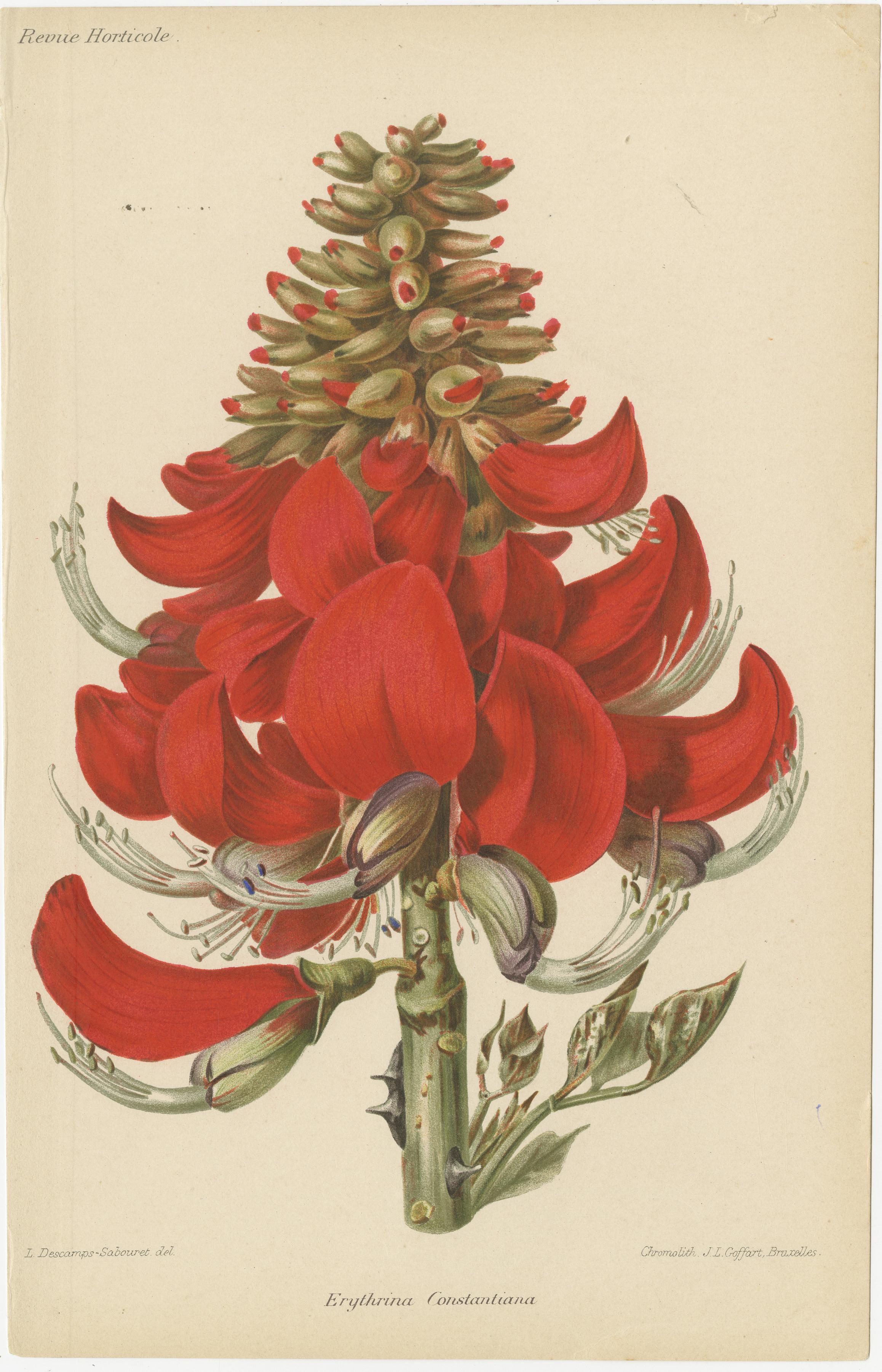 Exquisite Botanicals: Clianthus, Grevillea, Anthurium, und mehr, um 1885 (Papier) im Angebot