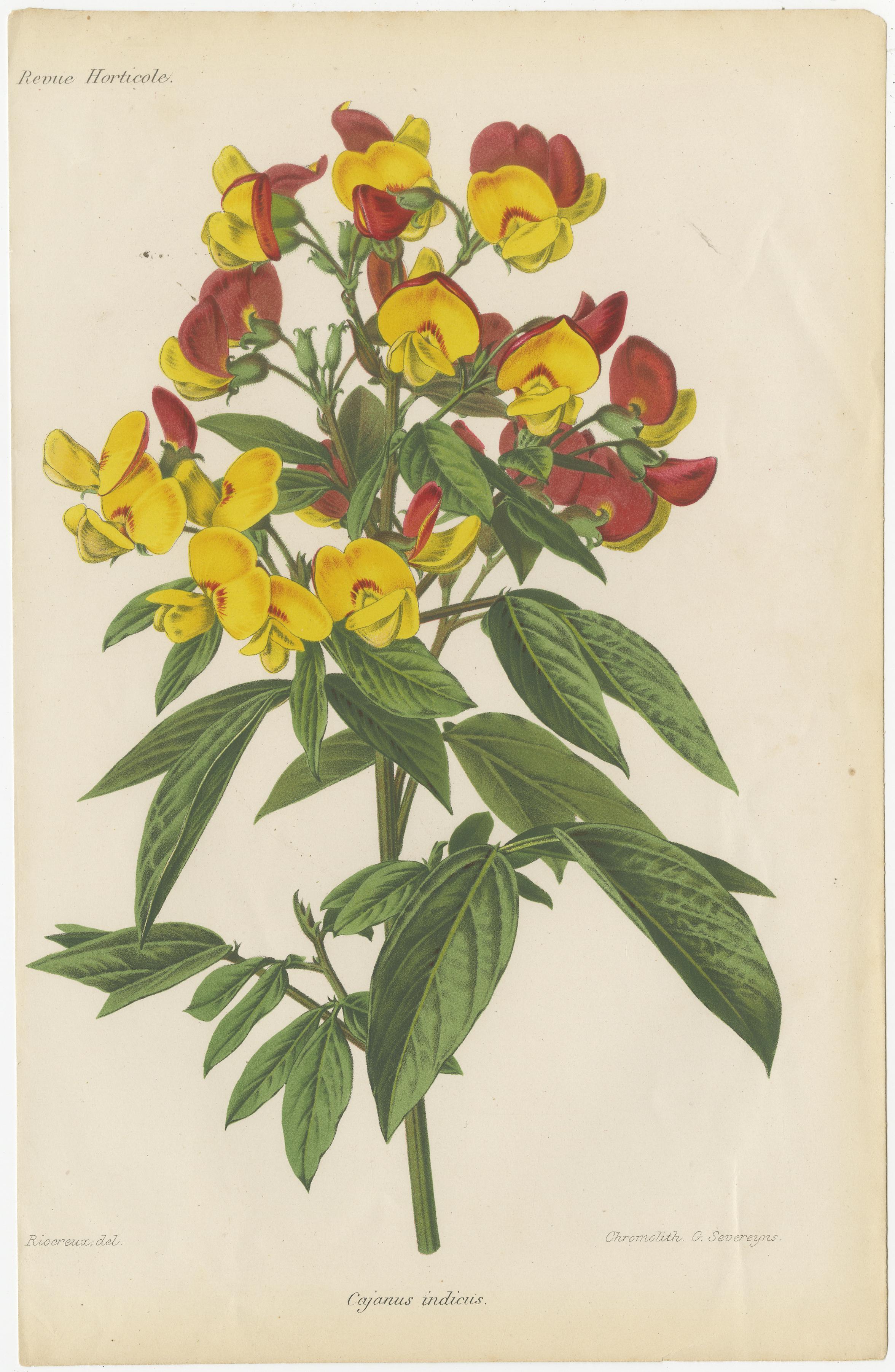 Exquisite Botanicals: Clianthus, Grevillea, Anthurium, und mehr, um 1885 im Angebot 1