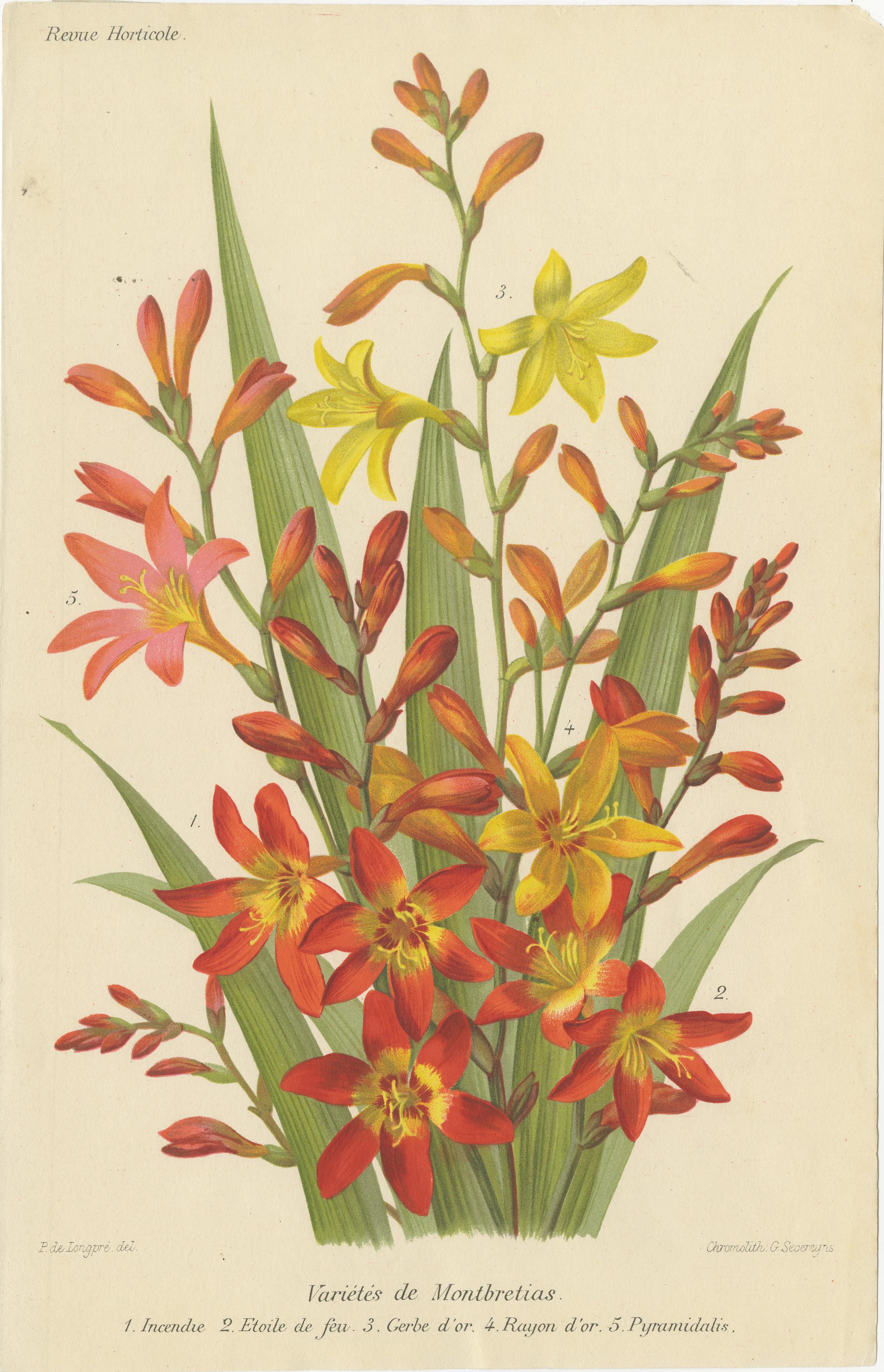 Exquisite Botanicals: Clianthus, Grevillea, Anthurium, und mehr, um 1885 im Angebot 2