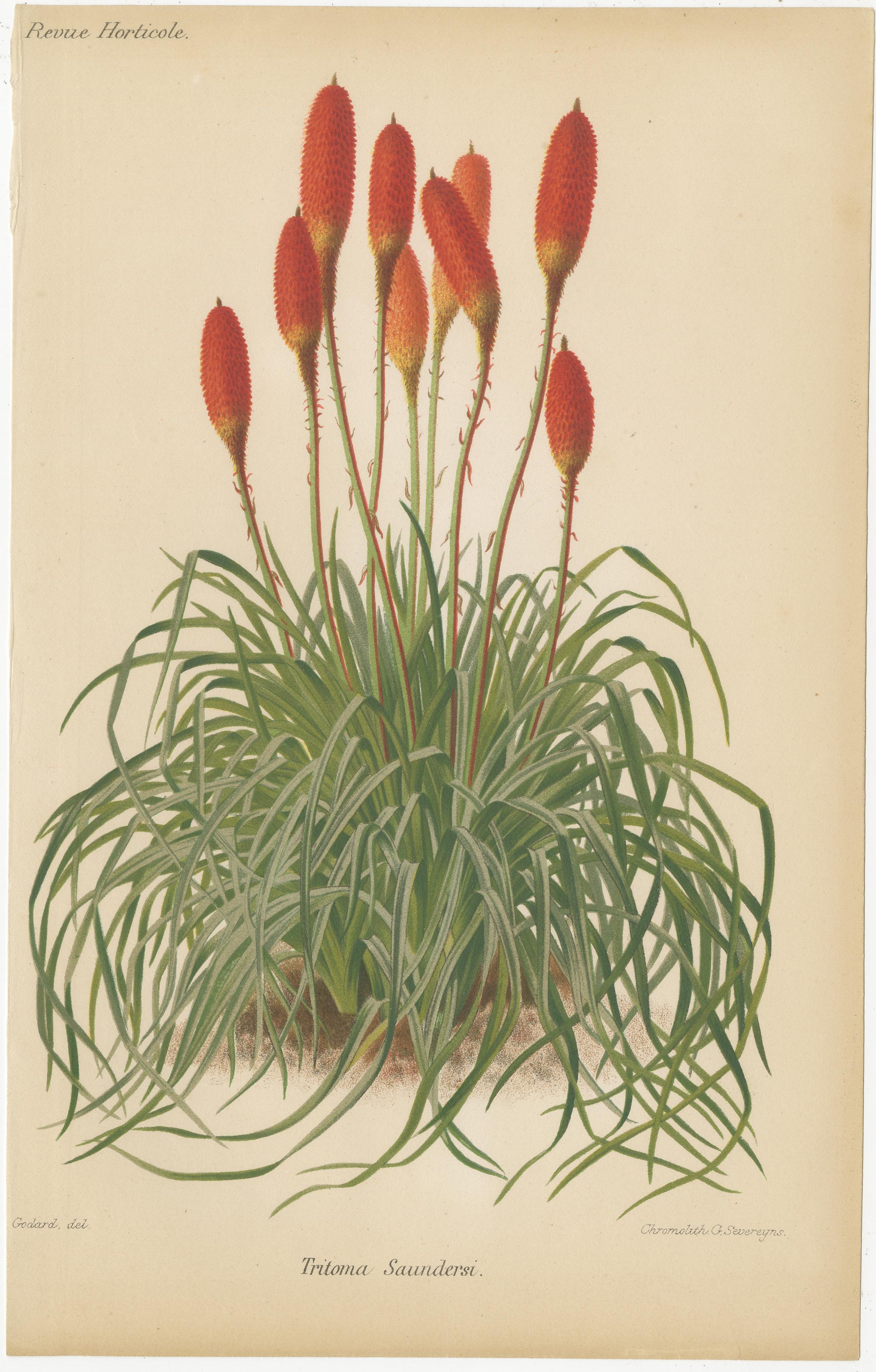 Magnifiques chromolithographies botaniques de la Revue Horticole, vers 1885

Artistics et Lithographes Détails :

- Artistics (Del. - Delineavit) : La mention 