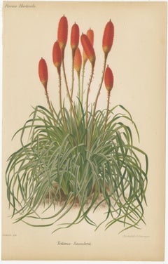 Exquisite Botanicals from Revue Horticole: A 19th-Century Garden Showcase