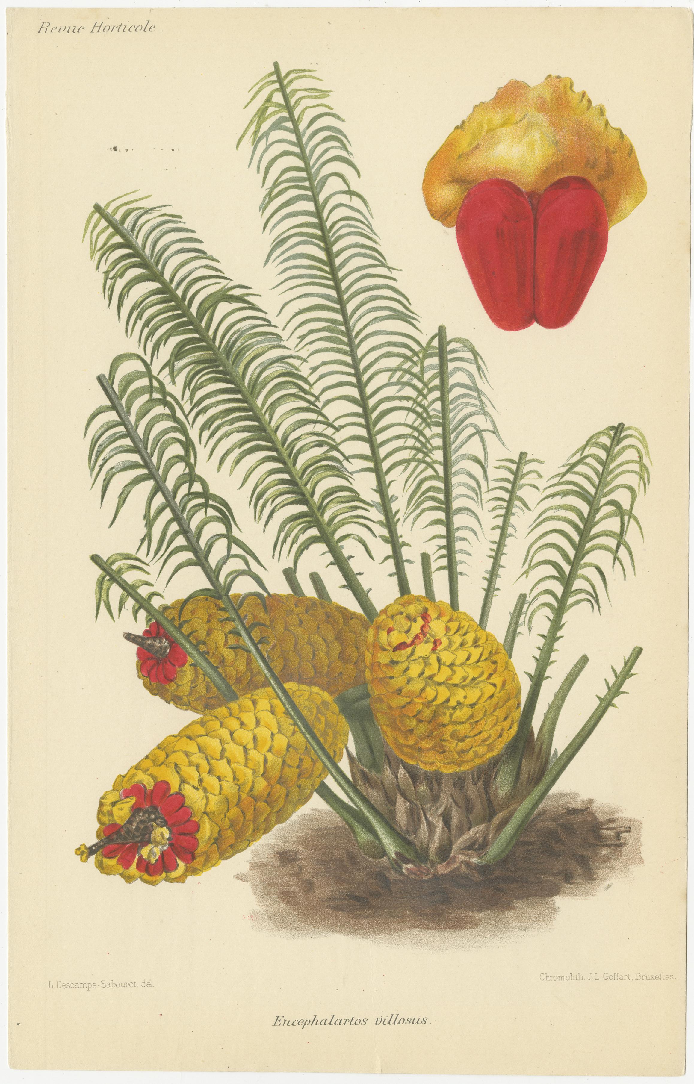 Milieu du XIXe siècle Des botaniques exquises de la Revue Horticole : une vitrine de jardin du 19e siècle en vente