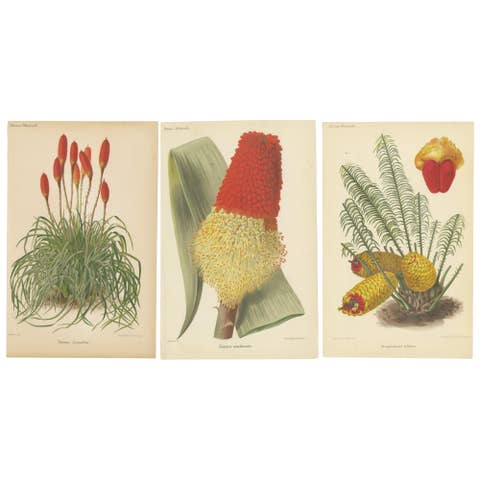 Exquisite Botanicals from Revue Horticole: A 19th-Century Garden Showcase