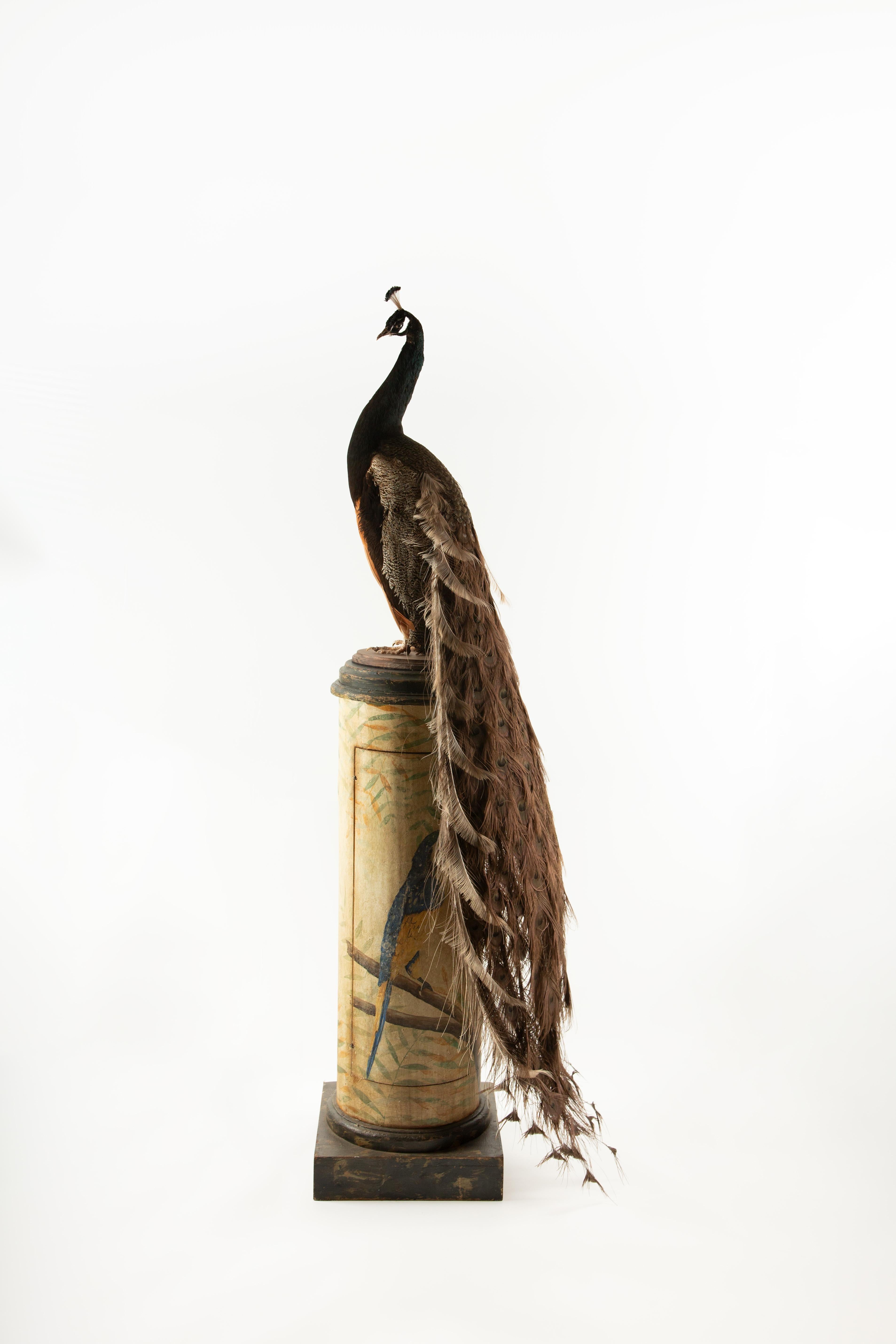 This magnificent taxidermy specimen showcases an brown peacock, skillfully mounted on an oval wooden base. The intricate details of the peacock's unique coloring are captured flawlessly, boasting pristine white feathers enveloping the body, and