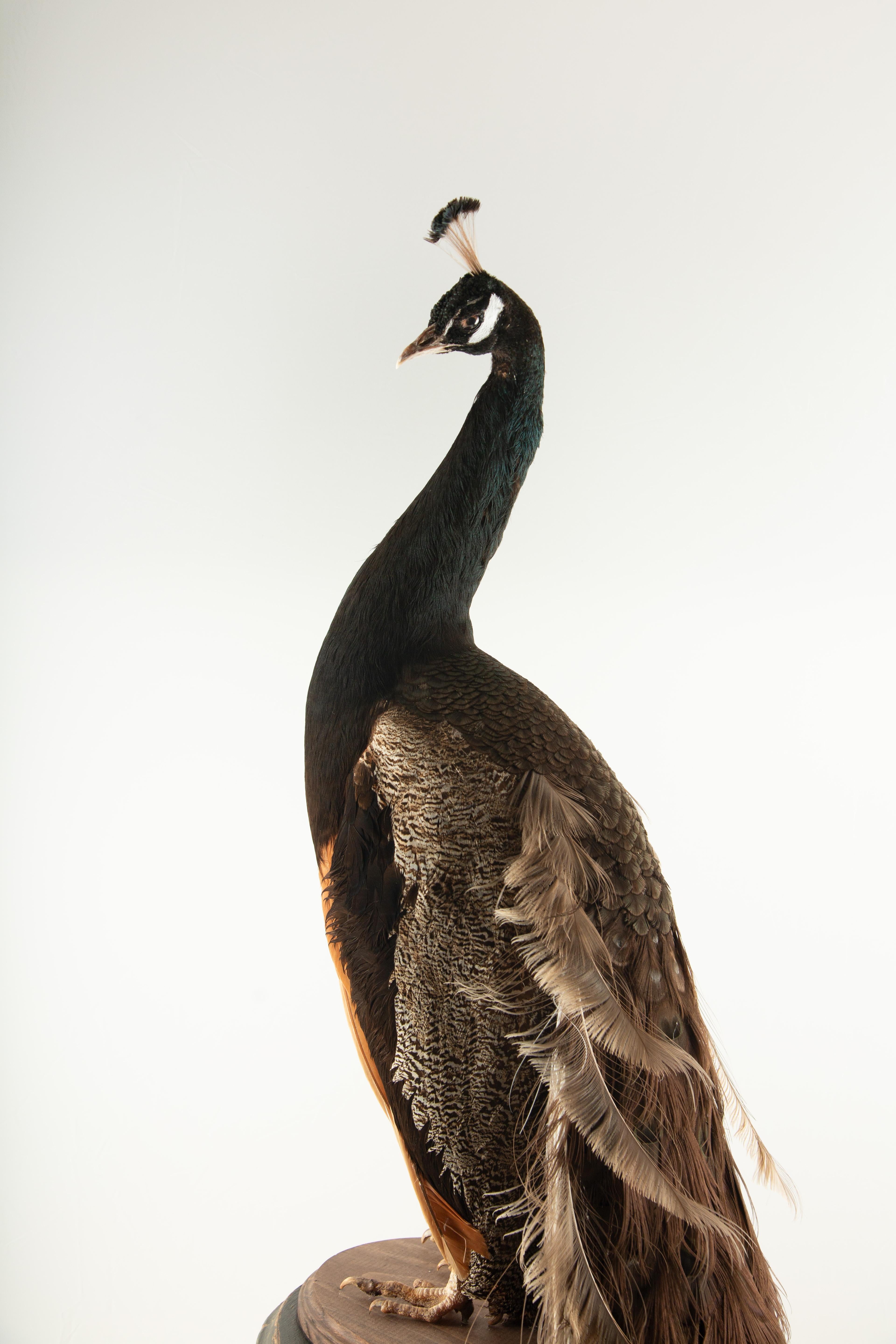 Late Victorian Exquisite Brown Peacock Taxidermy: A Majestic Display of Rarity and Elegance For Sale